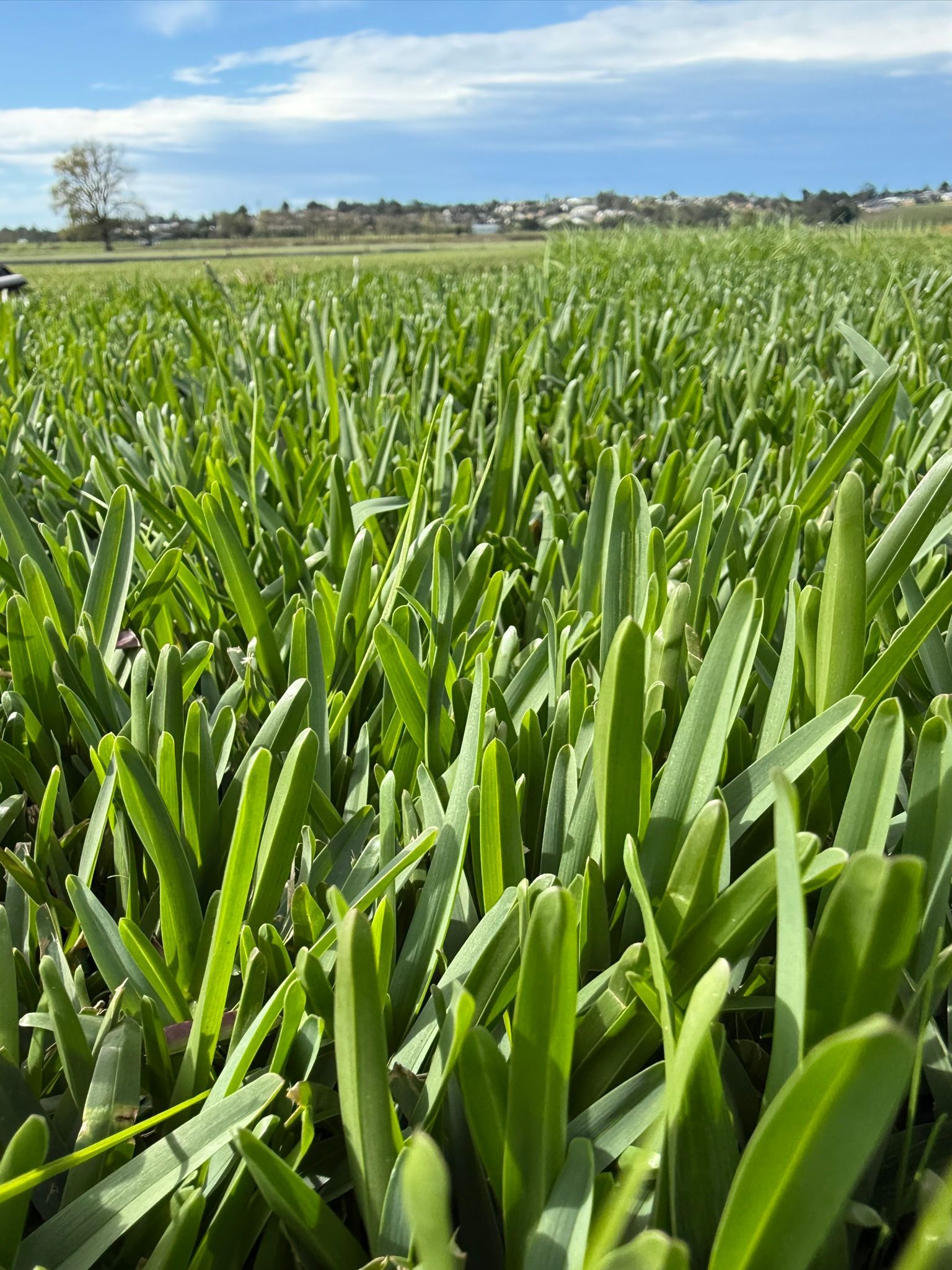 Close-up Of Green Grass in a Sunny Field — Edmonds Turf in Port Stephens, NSW