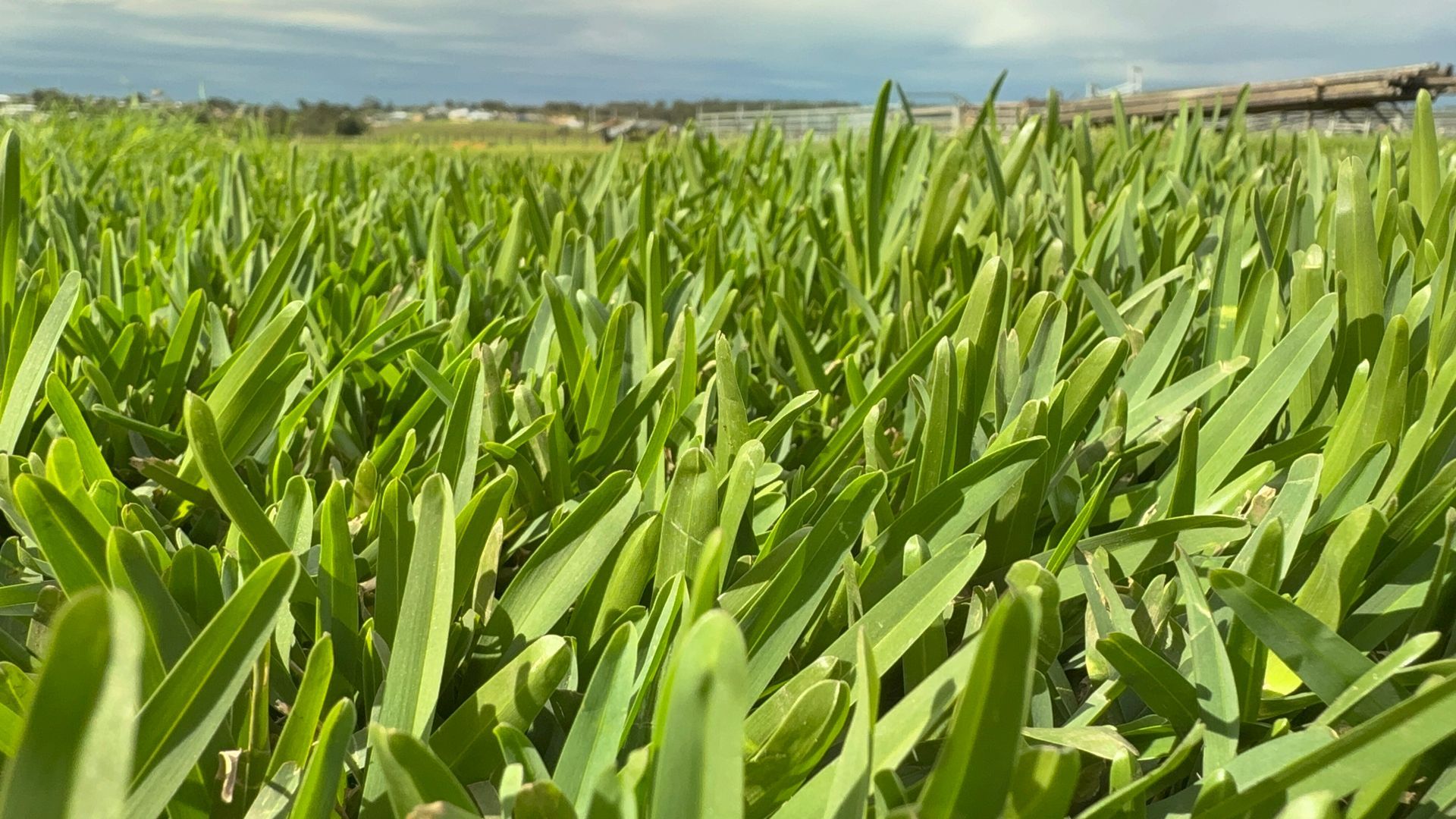 Green Crop Field Under a Clear Blue Sky — Edmonds Turf in Louth Park, NSW