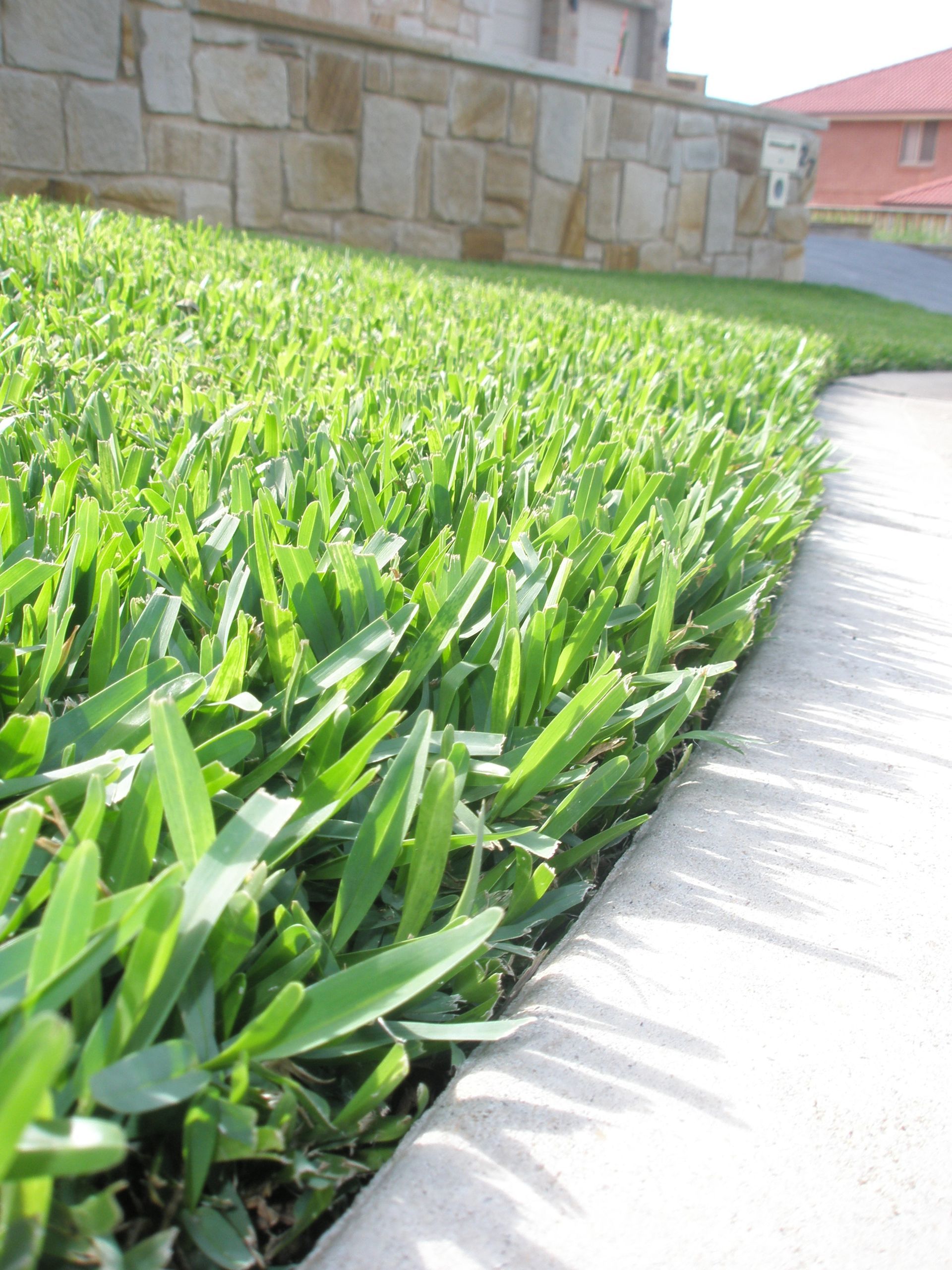 Bright Green Grass Beside a Curved Sidewalk — Edmonds Turf in Lochinvar, NSW