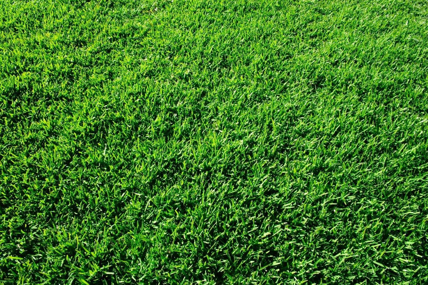 Dense Green Grass Covering the Ground — Edmonds Turf in Louth Park, NSW