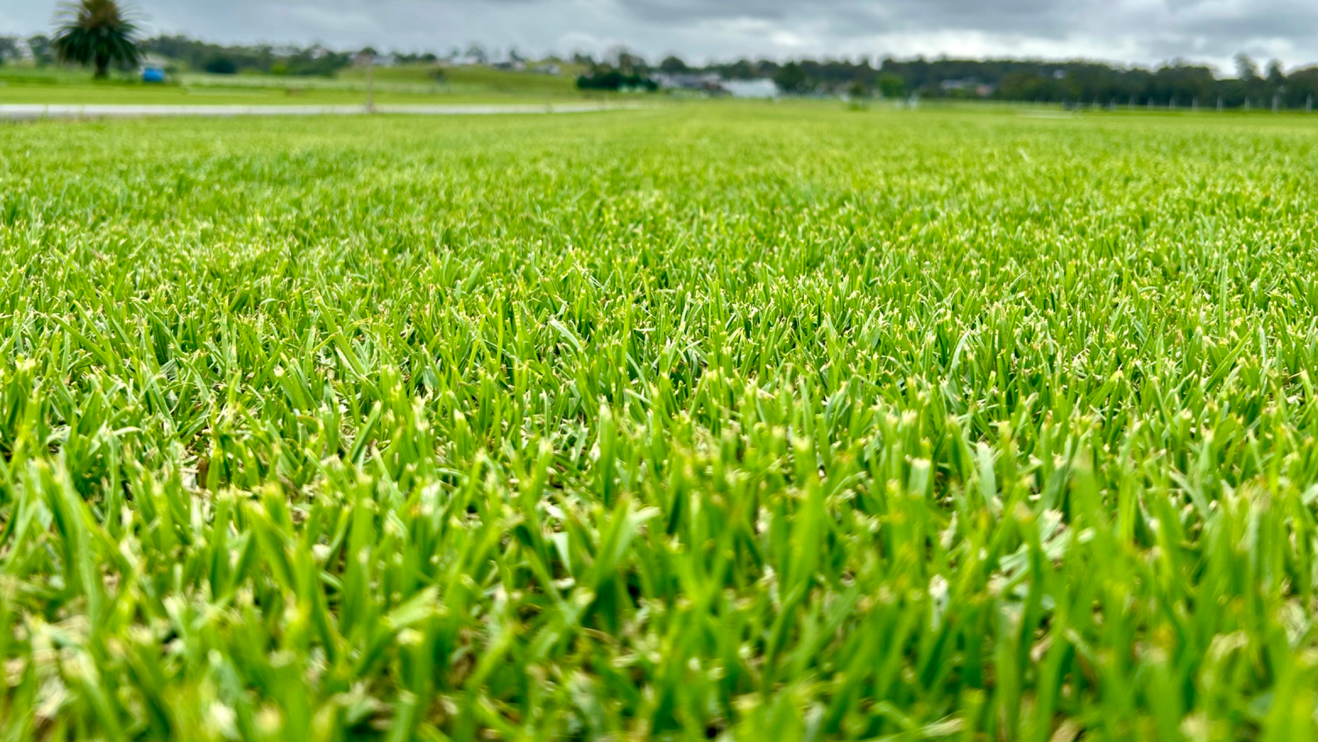 Lush Green Crop Field with Distant Trees and A Cloudy Sky — Edmonds Turf in Louth Park, NSW