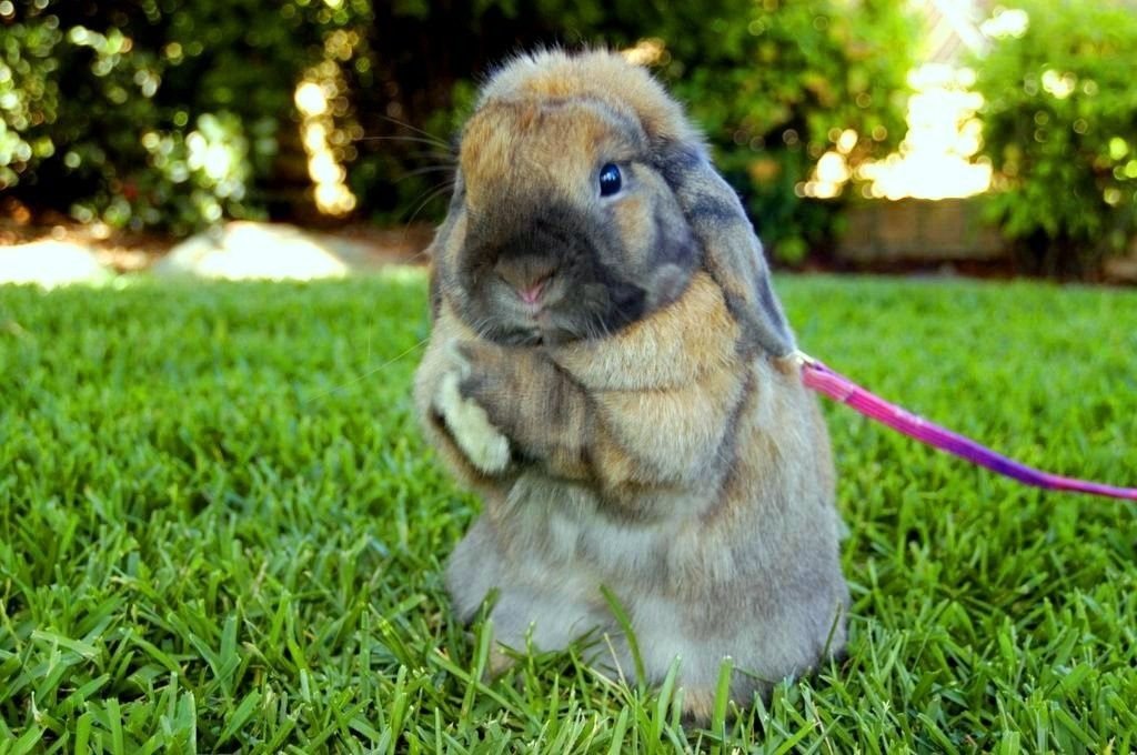 Gray Rabbit Sitting on Green Grass — Edmonds Turf in Louth Park, NSW