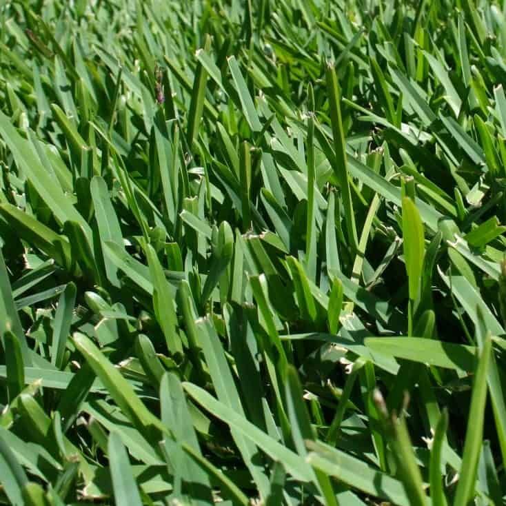 Close-up of Dense Green Grass Blades in Bright Sunlight — Edmonds Turf in Louth Park, NSW