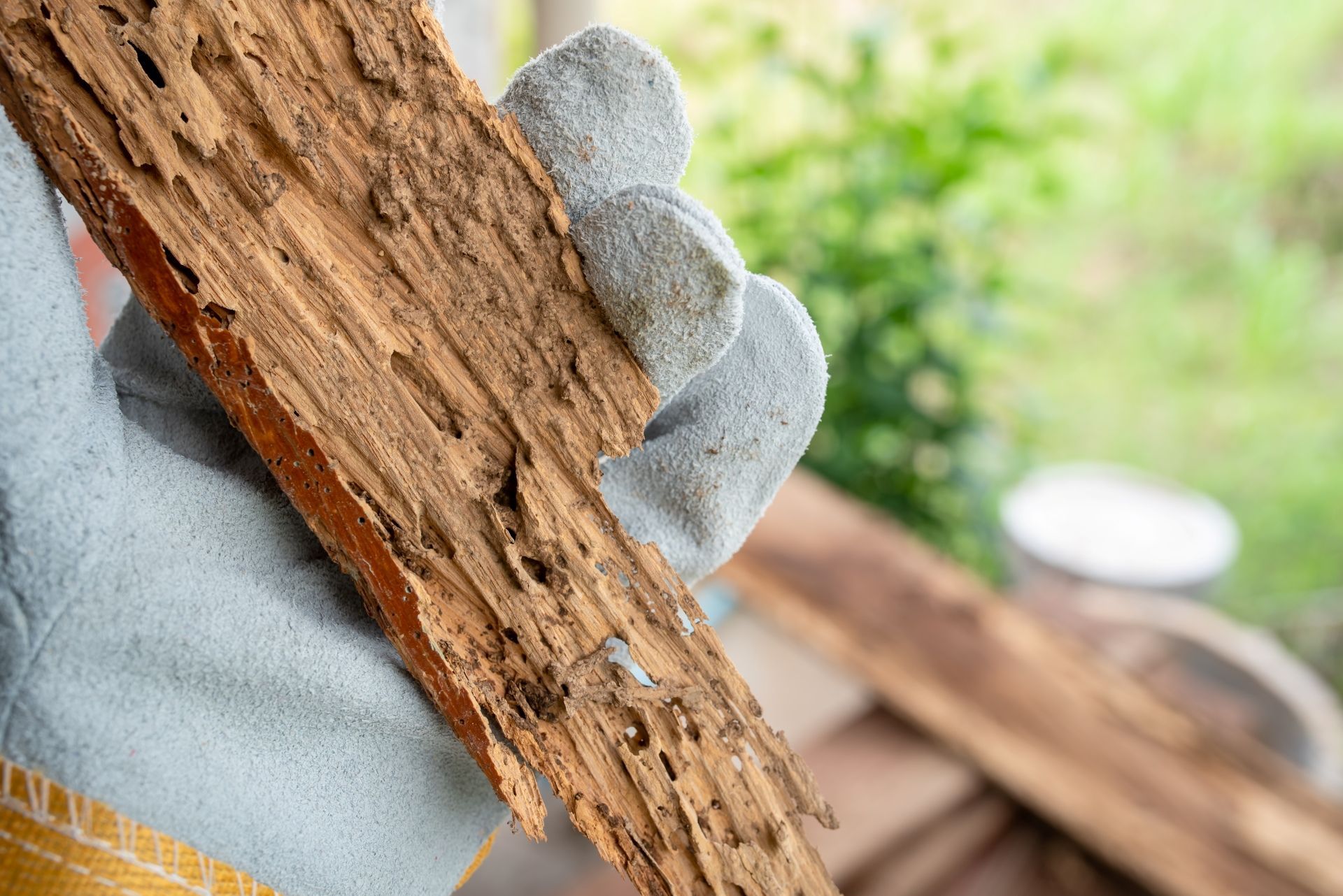 A gloved hand holding a piece of wood severely damaged by termite tunnels.