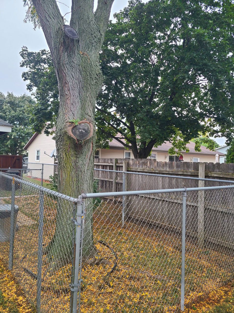 Tree Care Service Janesville WI Lake Geneva WI Whitewater WI