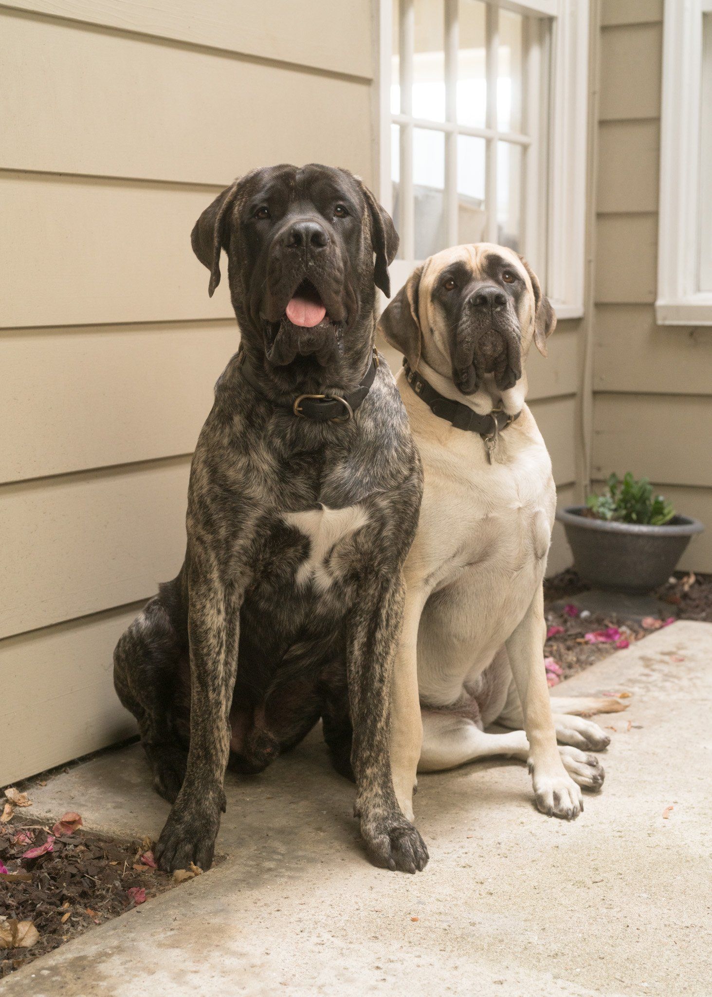Image of Magnus and lady, the dogs of Oatman Architects