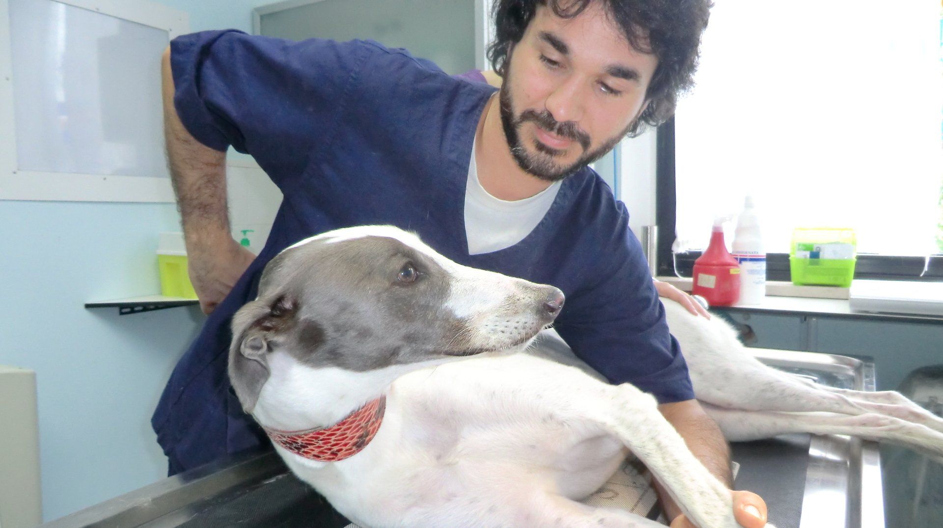 caso clinico cane