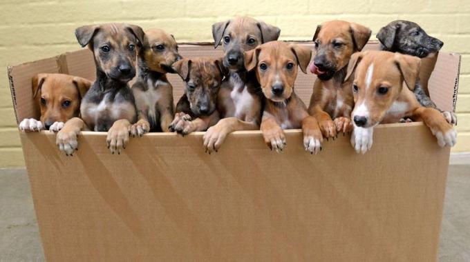 cucciolata di cani