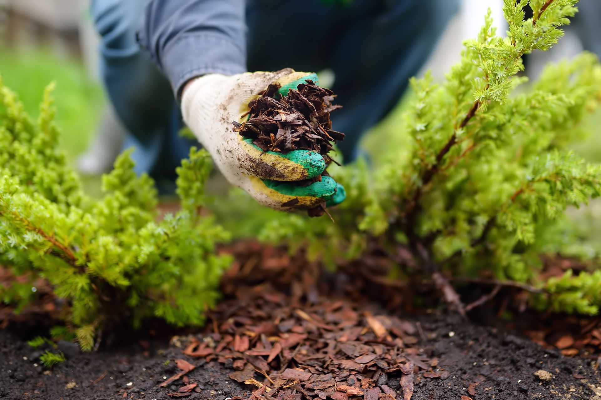A gloved hand holding dark mulch over soil near green evergreen shrubs.