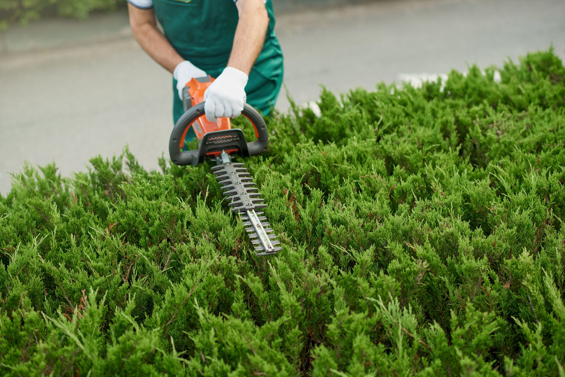 A person wearing green work clothes and white gloves uses a hedge trimmer to prune a lush green hedge.