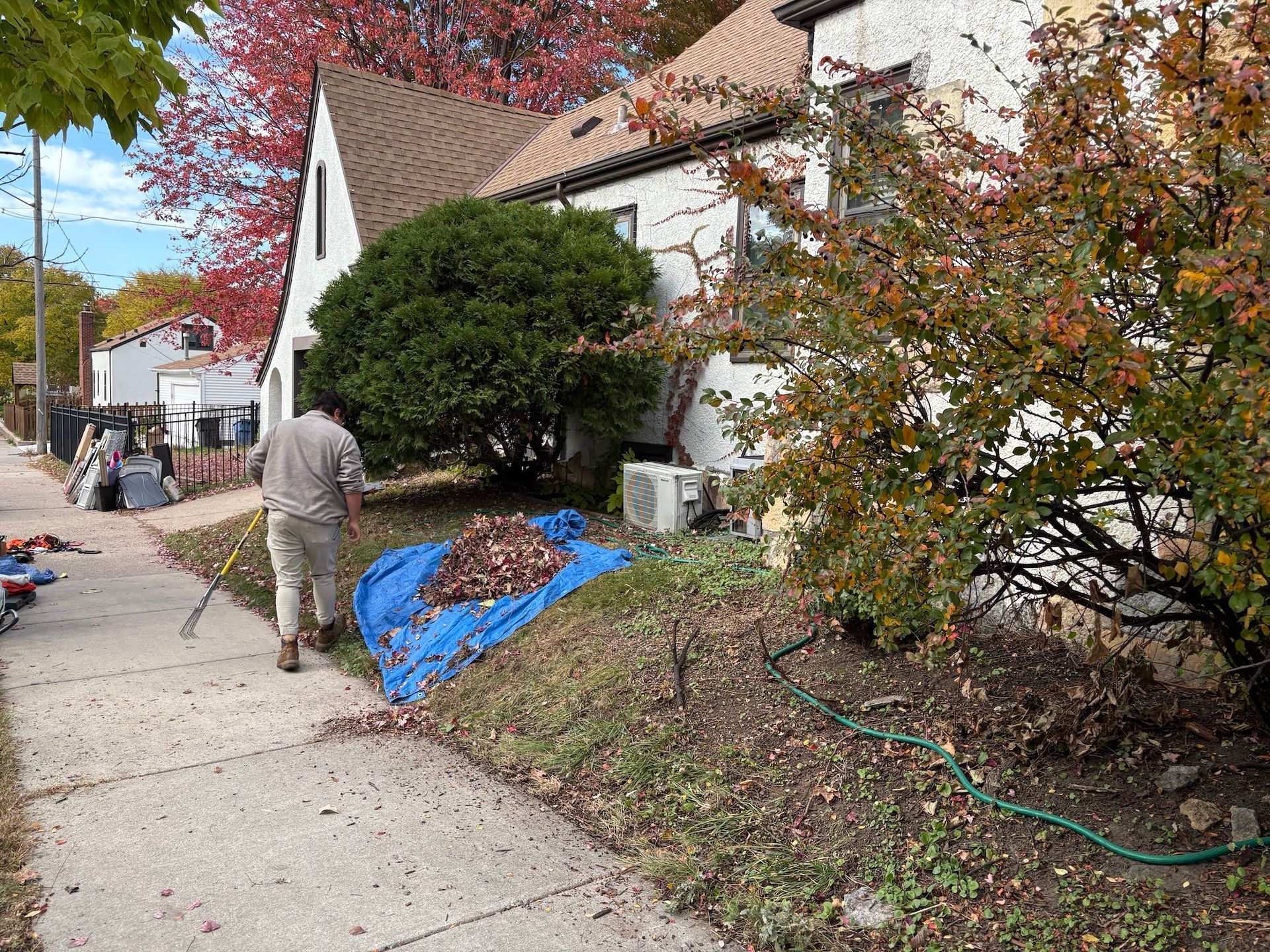 A person rakes fallen leaves onto a blue tarp in the front yard of a white, multi-level house on a suburban street.