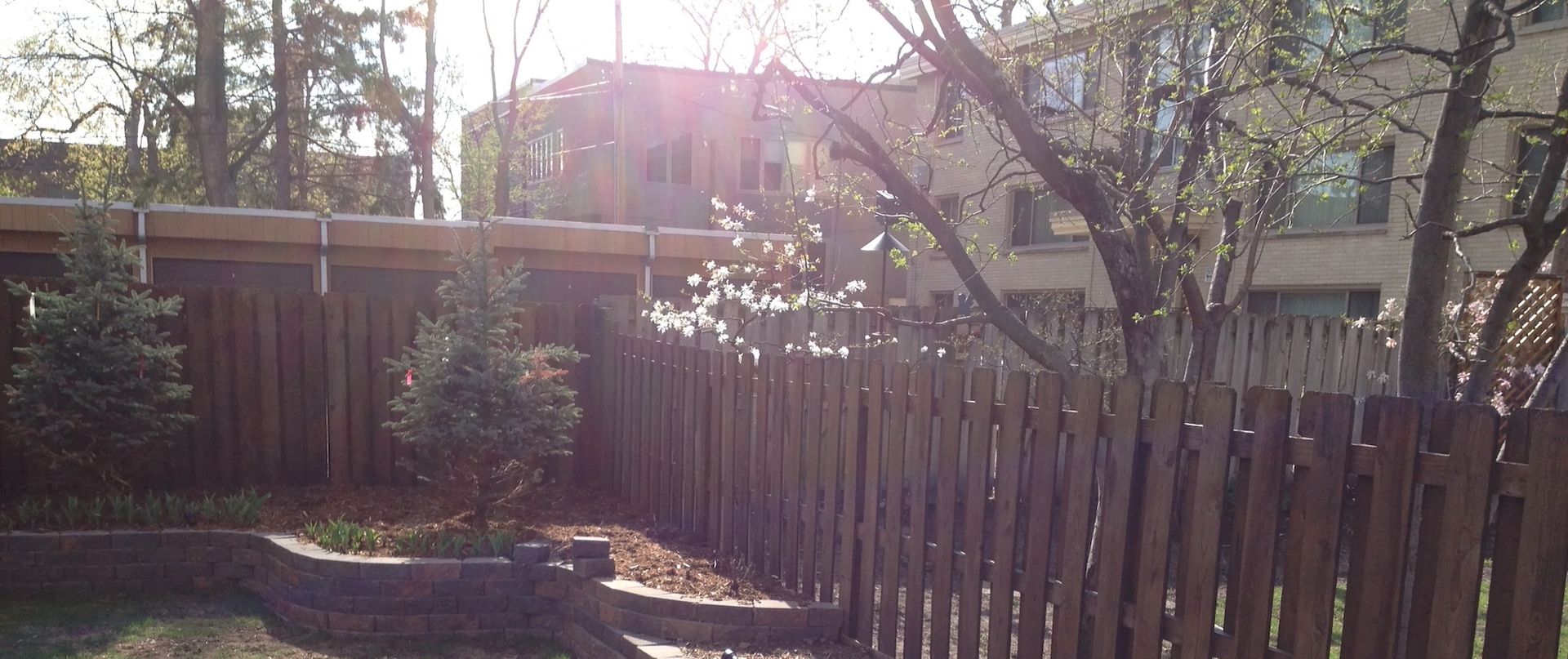 A wooden fence encloses a backyard with small evergreen trees and a flowering tree, bathed in bright sunlight.