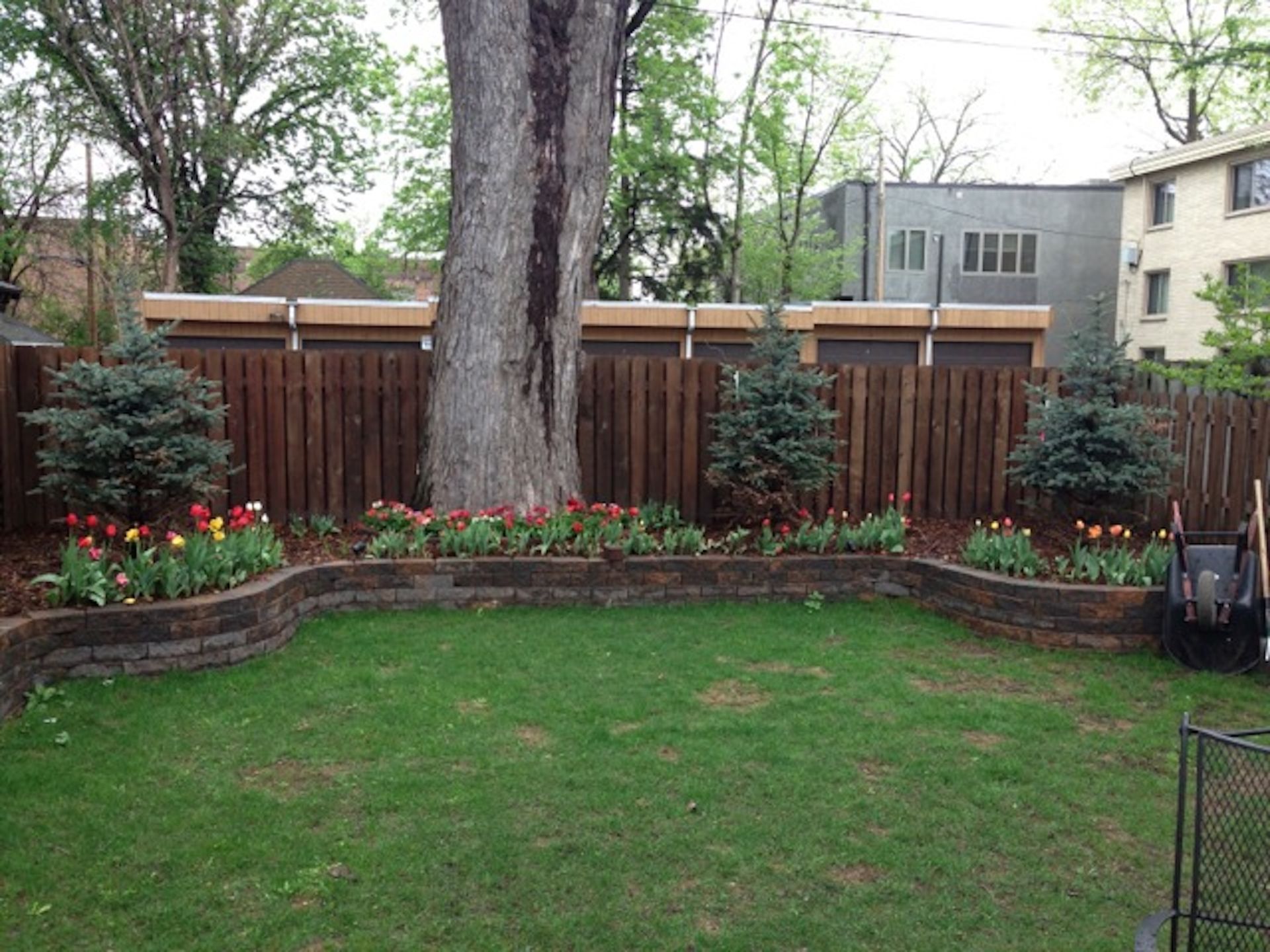 A backyard garden bed with colorful tulips and small evergreen trees, bordered by a stone wall in front of a fence.
