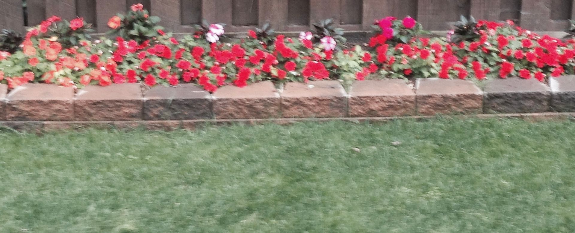 A garden bed with bright red flowers, bordered by a low stone wall, situated in front of a fence and lawn.