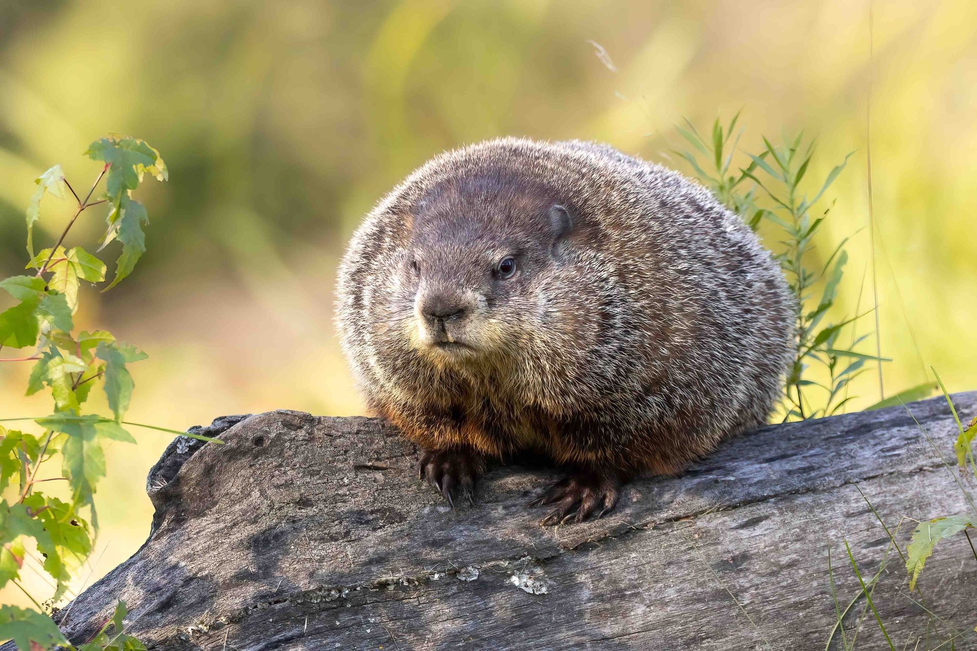 A groundhog is sitting on top of a log.
