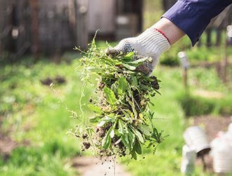 A person is holding a bunch of grass in their hand.