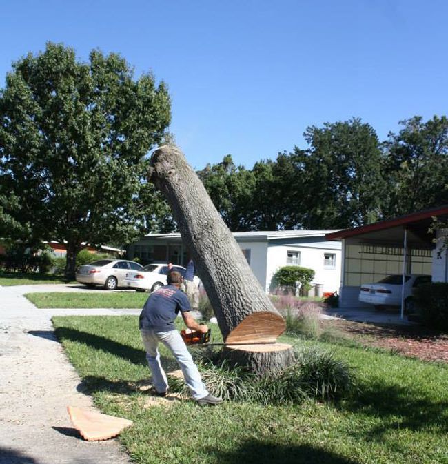 Man Tree Removal — Sorrento, FL — Windsor & Son Tree Service Man Tree Removal — Sorrento, FL — Windsor & Son Tree Service