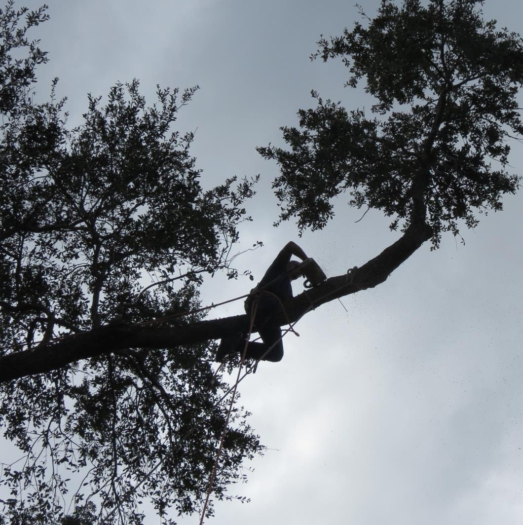 Man Deadwooding — Sorrento, FL — Windsor & Son Tree Service Man Deadwooding — Sorrento, FL — Windsor & Son Tree Service