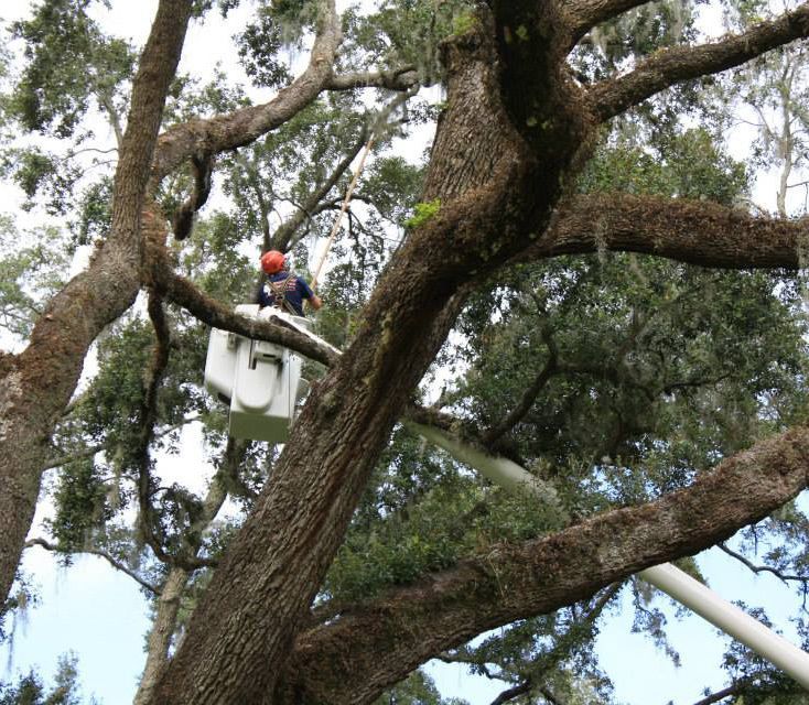 Man Demossing — Sorrento, FL — Windsor & Son Tree Service Man Demossing — Sorrento, FL — Windsor & Son Tree Service