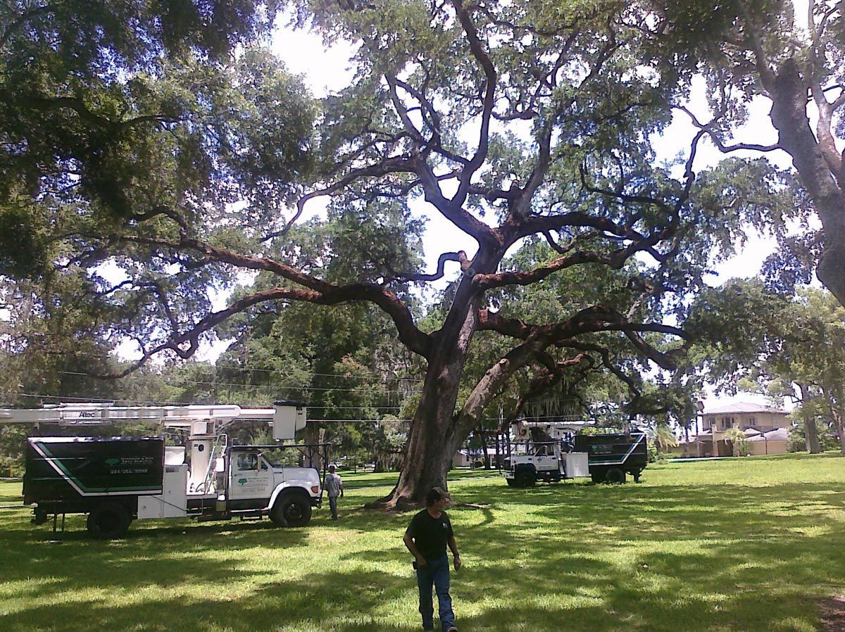 Cabling — Sorrento, FL — Windsor & Son Tree Service