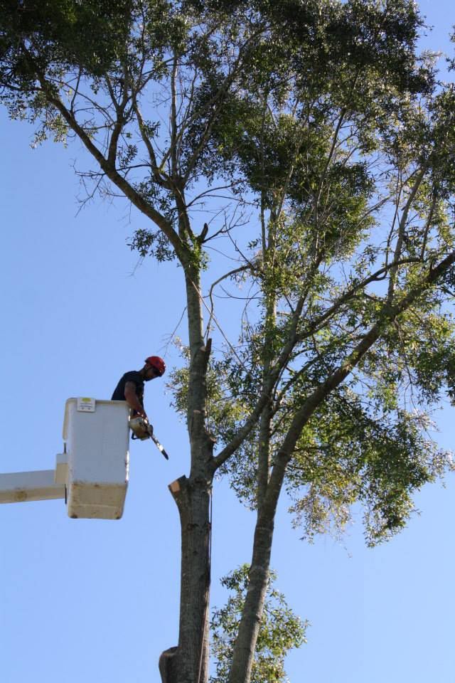 Deadwooding — Sorrento, FL — Windsor & Son Tree Service