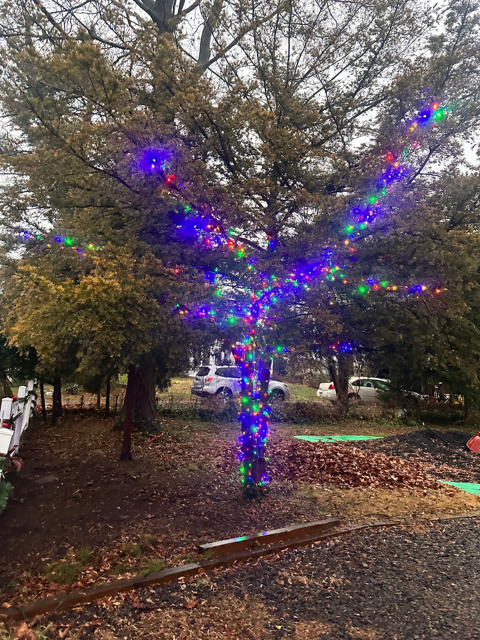 A tree is decorated with christmas lights in a park.