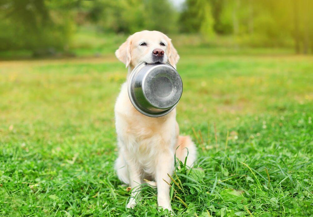 Golden Retriever Sitting in Grass — Kuranda Pet Resort in Kuranda, QLD