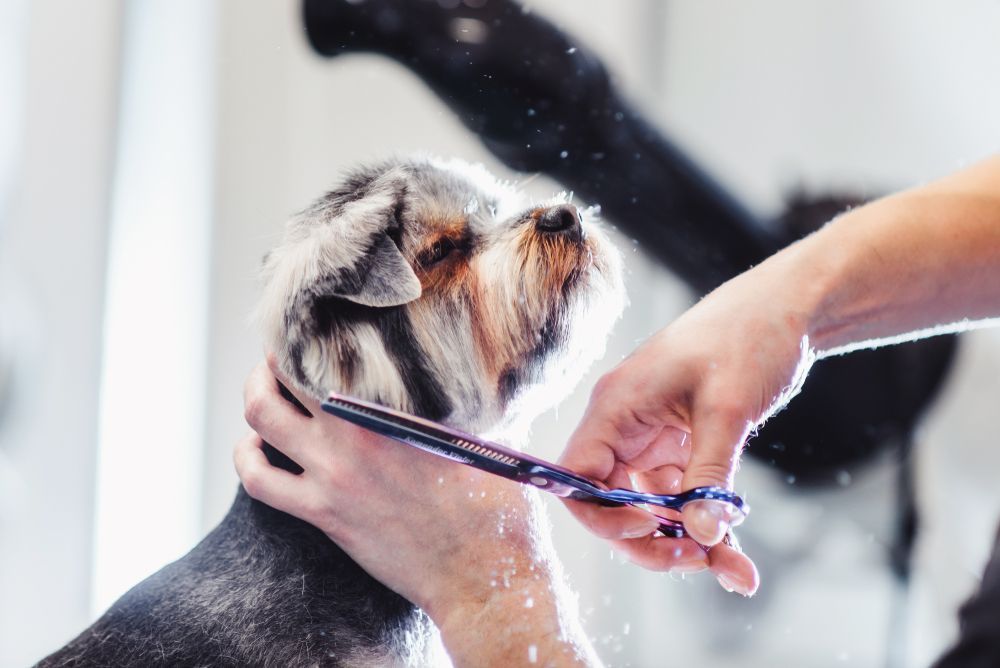 Grooming The Shih Tzu Dog — Kuranda Pet Resort in Kuranda, QLD