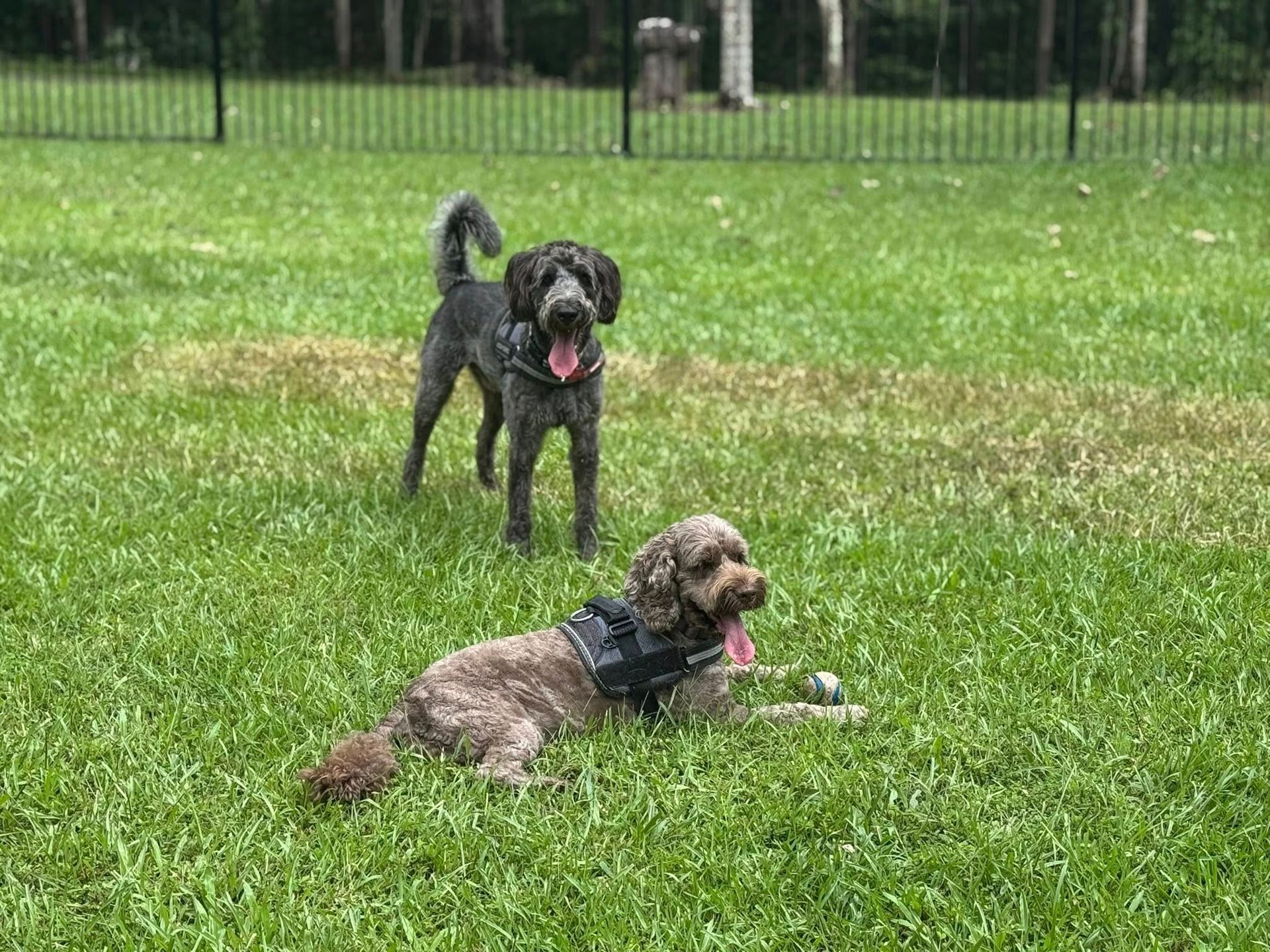Two Dogs in a Grassy Park, One Standing and One Lying Down — Kuranda Pet Resort in Kuranda, QLD
