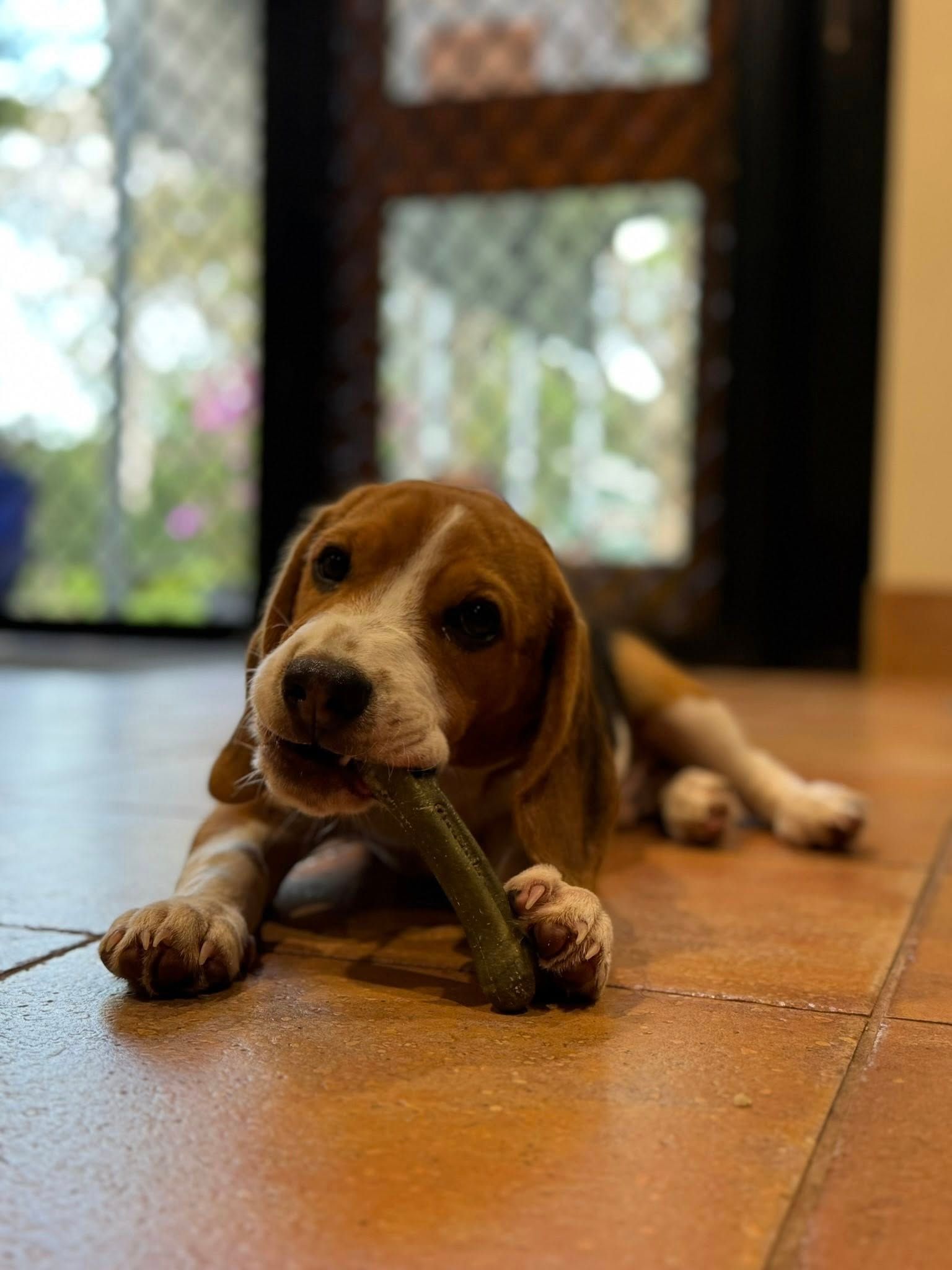 Beagle Puppy Chewing a Green Treat on a Tiled Floor Near a Doorway — Kuranda Pet Resort in Kuranda, QLD