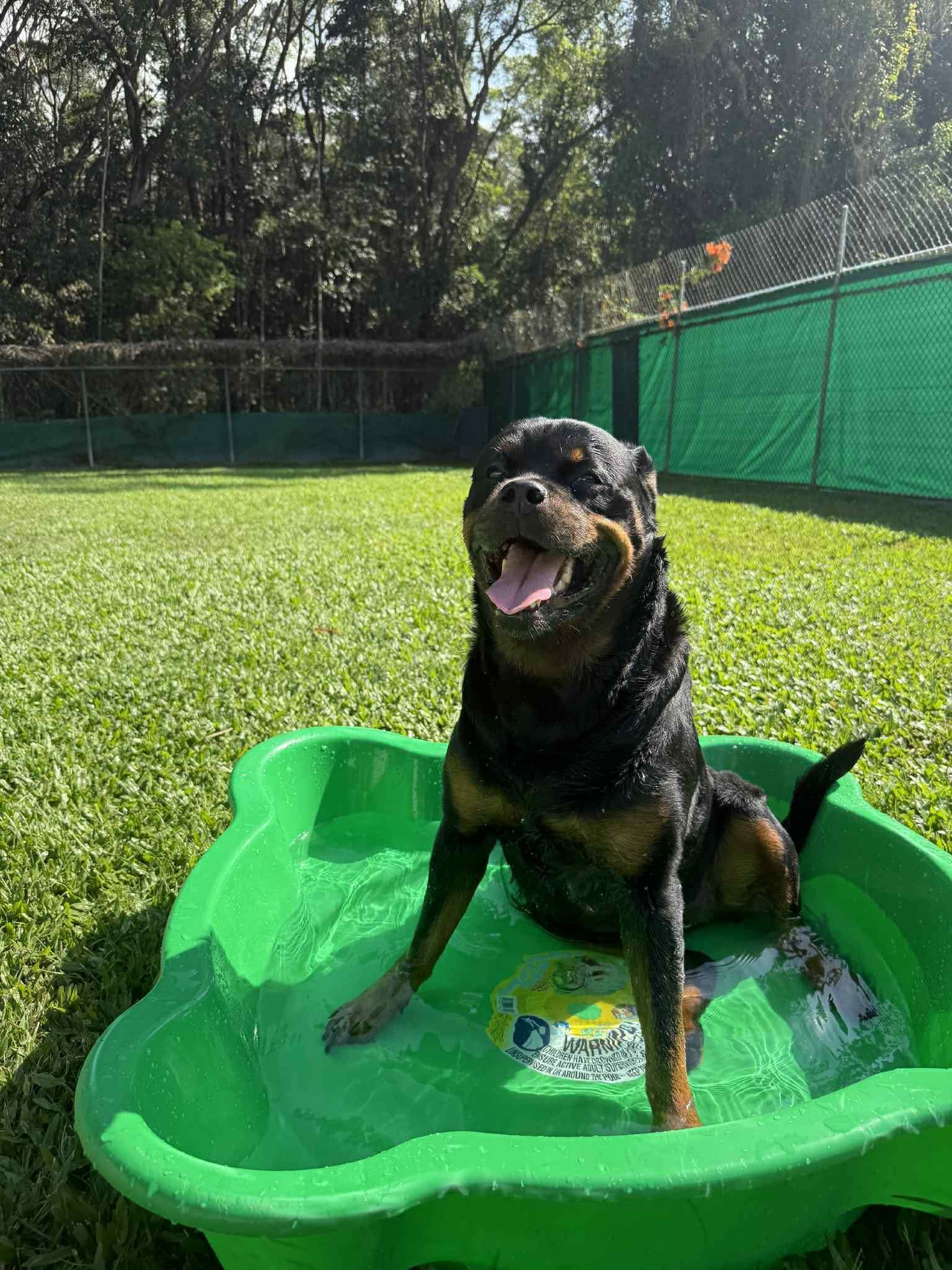 Black and Tan Dog in a Green Plastic Pool, Tongue Out — Kuranda Pet Resort in Kuranda, QLD