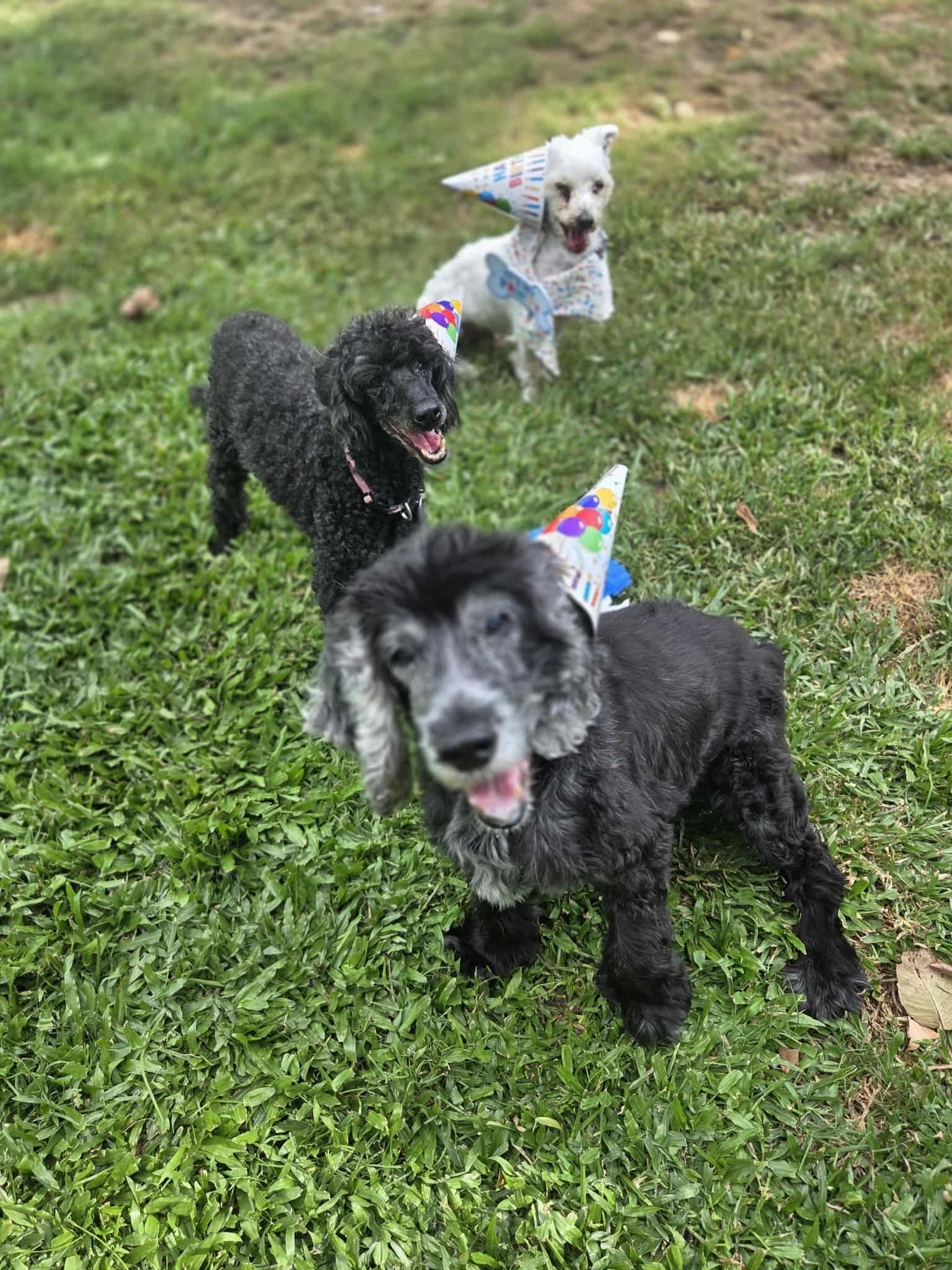 Three Dogs Wearing Party Hats on a Grassy Lawn — Kuranda Pet Resort in Kuranda, QLD