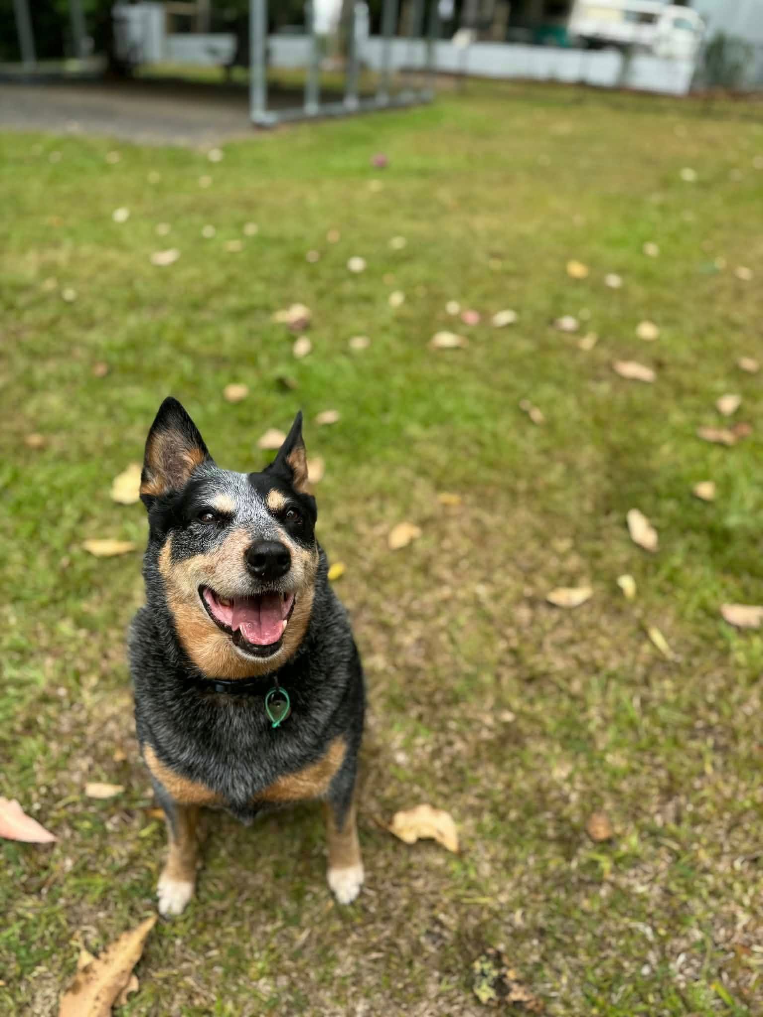 Blue Heeler Dog Sitting in a Grassy Area, Smiling — Kuranda Pet Resort in Kuranda, QLD