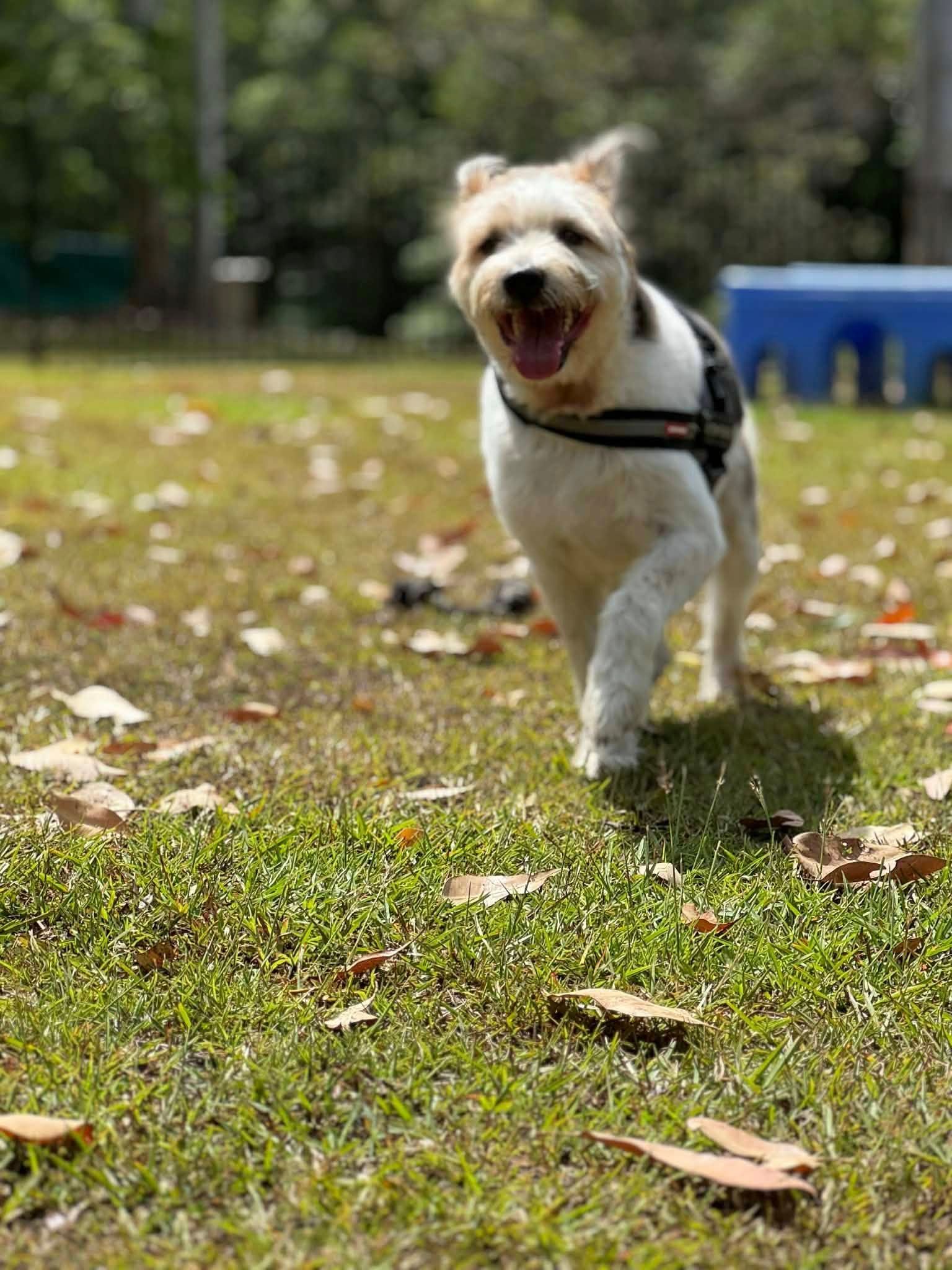 Happy White and Black Dog Running on Grass — Kuranda Pet Resort in Kuranda, QLD
