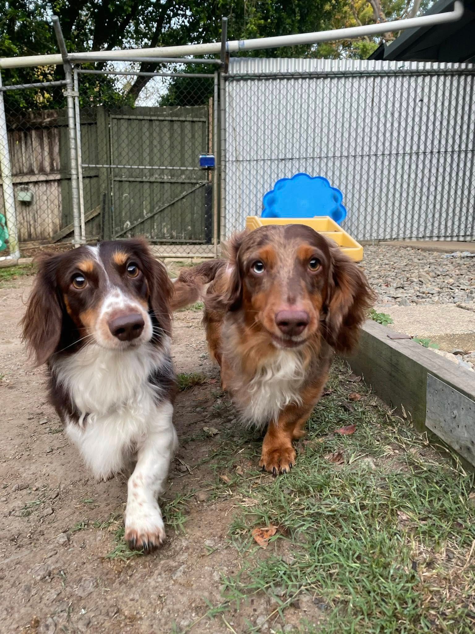 Two Long-haired Dachshunds Looking at the Camera — Kuranda Pet Resort in Kuranda, QLD