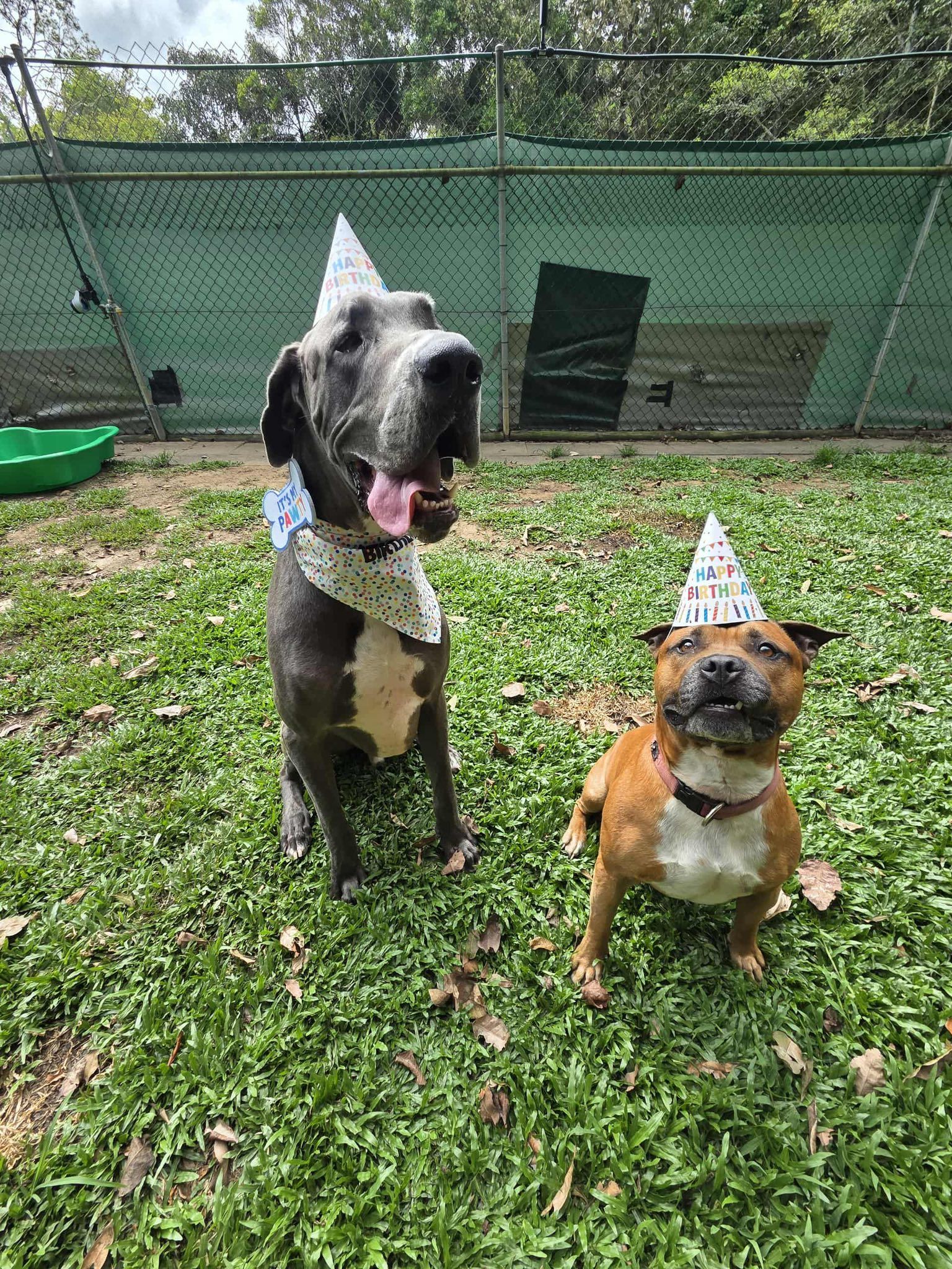 Two Dogs Wearing Party Hats, Posing in a Grassy Yard — Kuranda Pet Resort in Kuranda, QLD