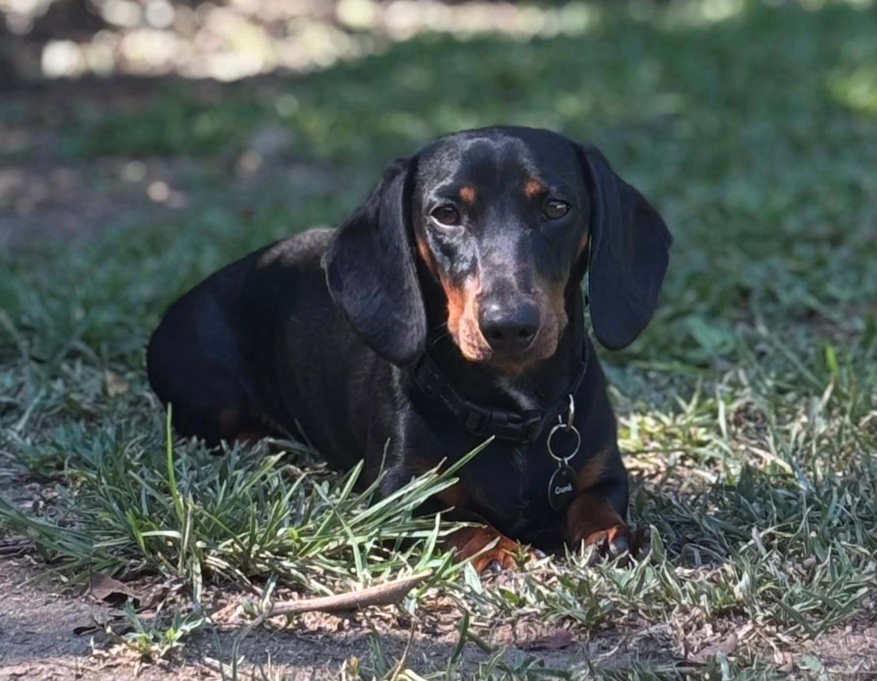 Black and Tan Dachshund Dog Resting on Green Grass, Looking at the Camera — Kuranda Pet Resort in Kuranda, QLD