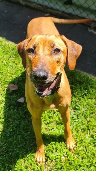 Brown Dog With Floppy Ears, Smiling on Green Grass in Sunlight — Kuranda Pet Resort in Kuranda, QLD