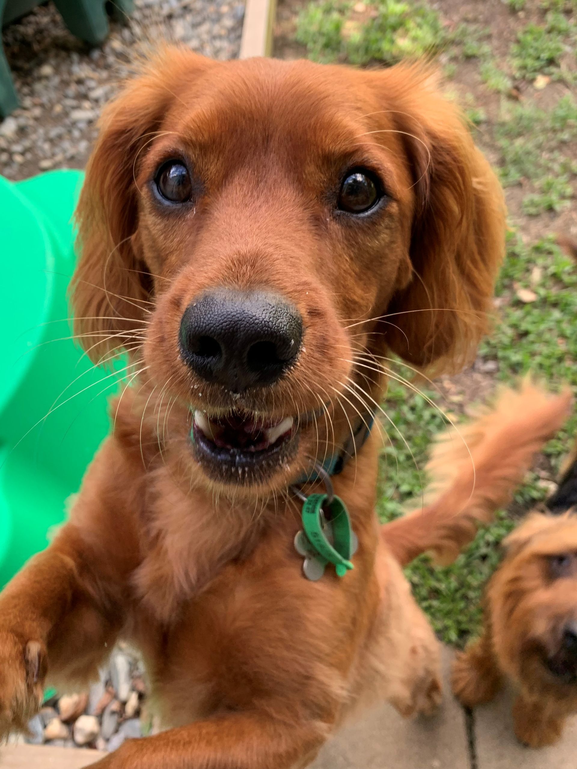 Golden-brown Dog With Open Mouth and Raised Paws, Wearing a Green Collar — Kuranda Pet Resort in Kuranda, QLD