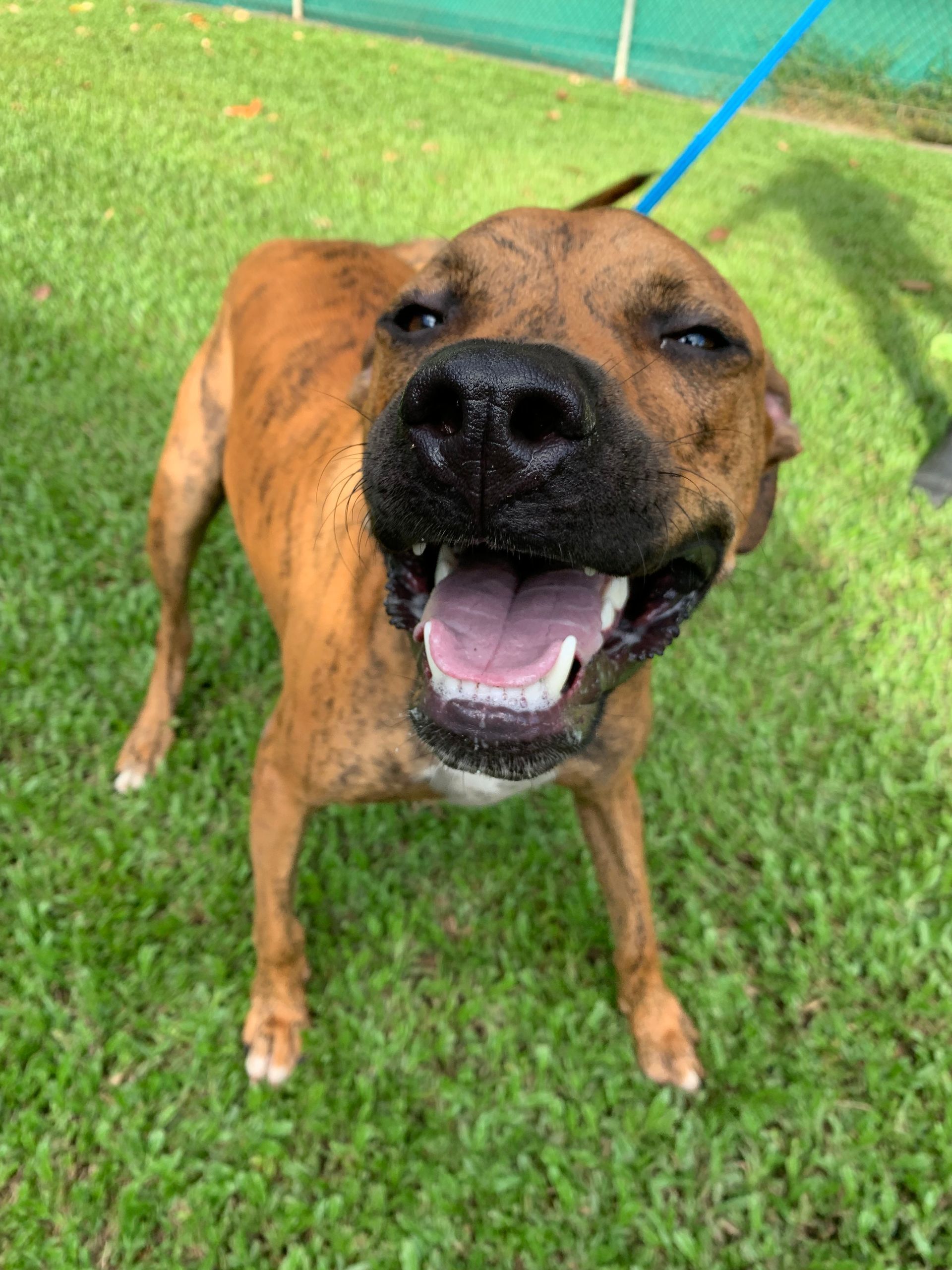 Smiling Brindle Dog on Green Grass, Attached to a Leash — Kuranda Pet Resort in Kuranda, QLD