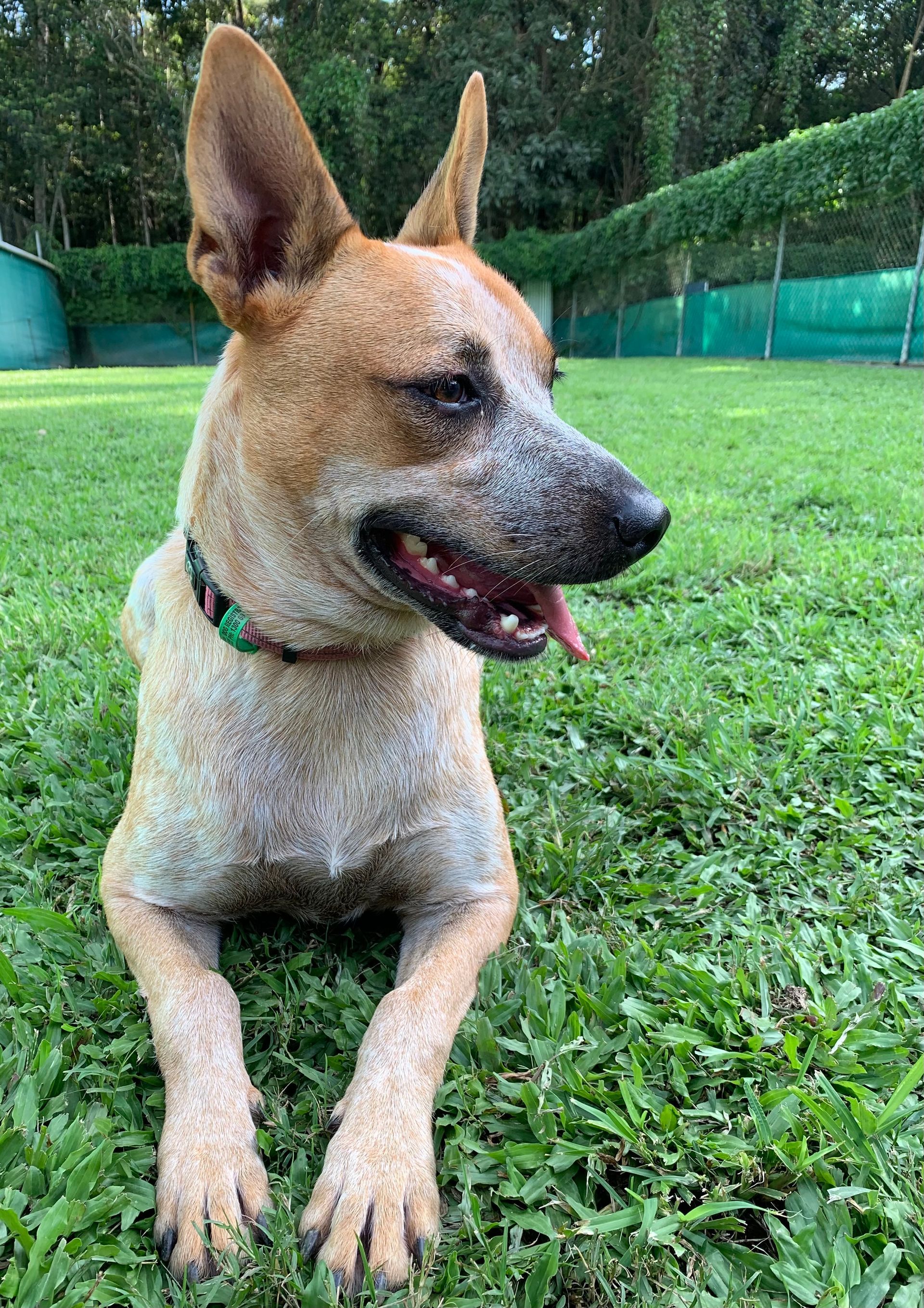 Red Heeler Dog Lying on Grass, Panting With Mouth Open — Kuranda Pet Resort in Kuranda, QLD