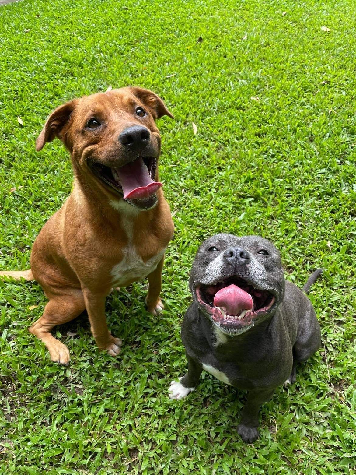 Two Smiling Dogs Sit in Green Grass — Kuranda Pet Resort in Kuranda, QLD