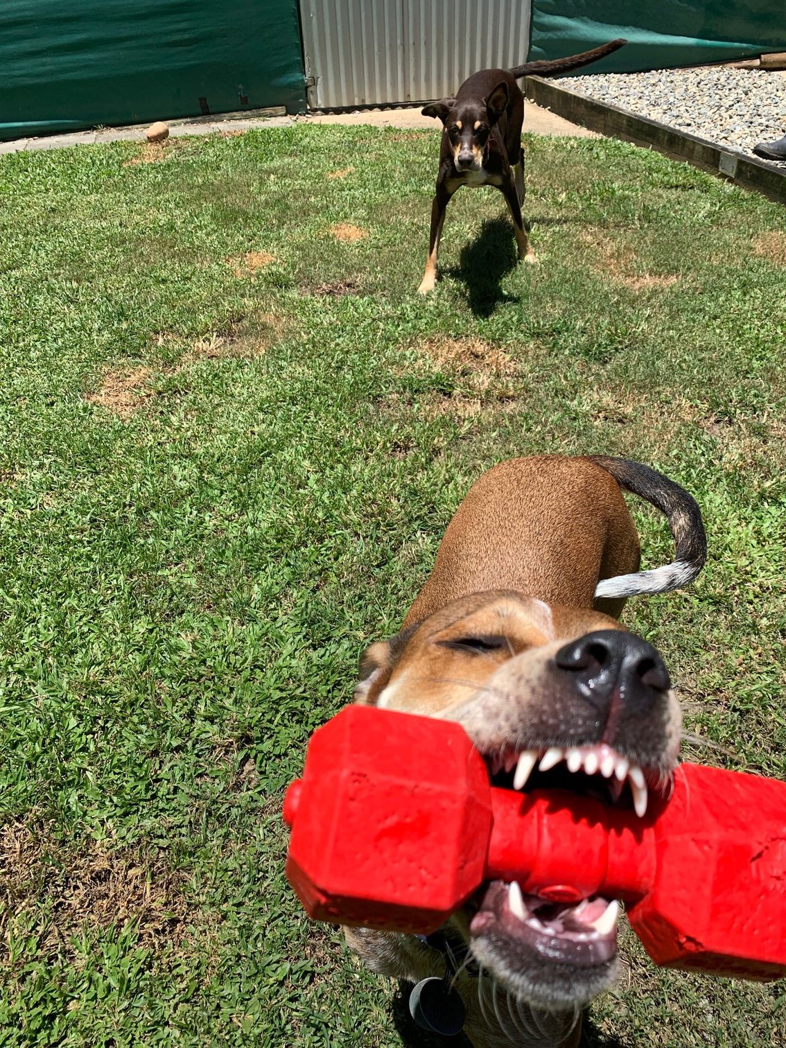 Dog With Red Toy, Another Dog Approaching on Green Grass — Kuranda Pet Resort in Kuranda, QLD