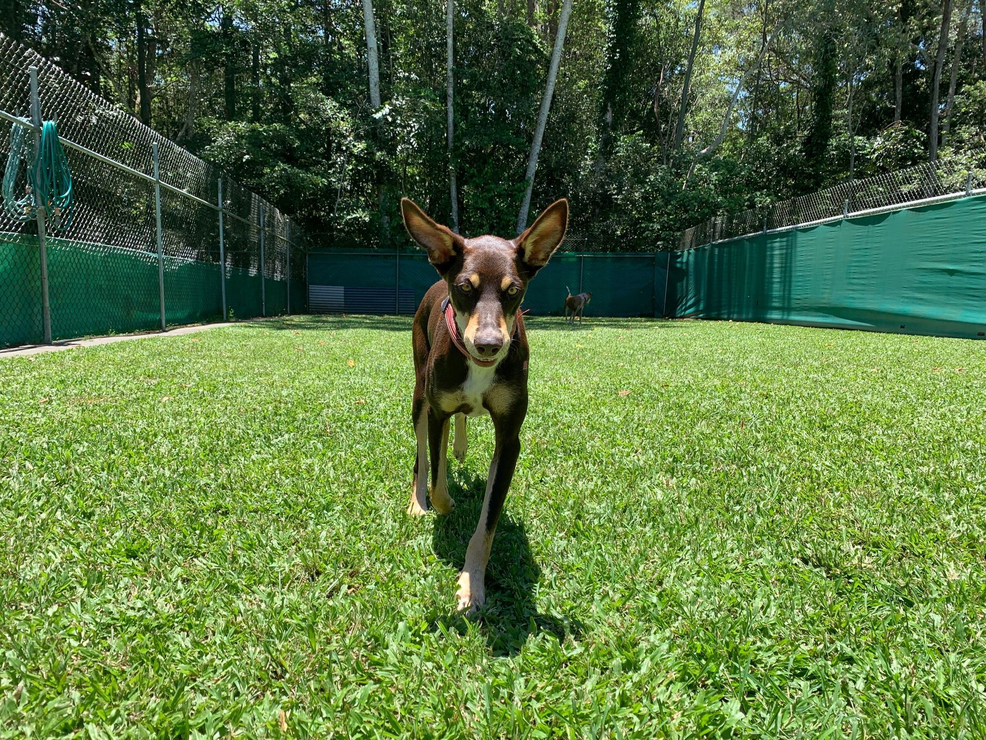 Brown and Tan Dog Walking Toward the Camera on a Grassy Lawn in a Fenced-in Area.— Kuranda Pet Resort in Kuranda, QLD