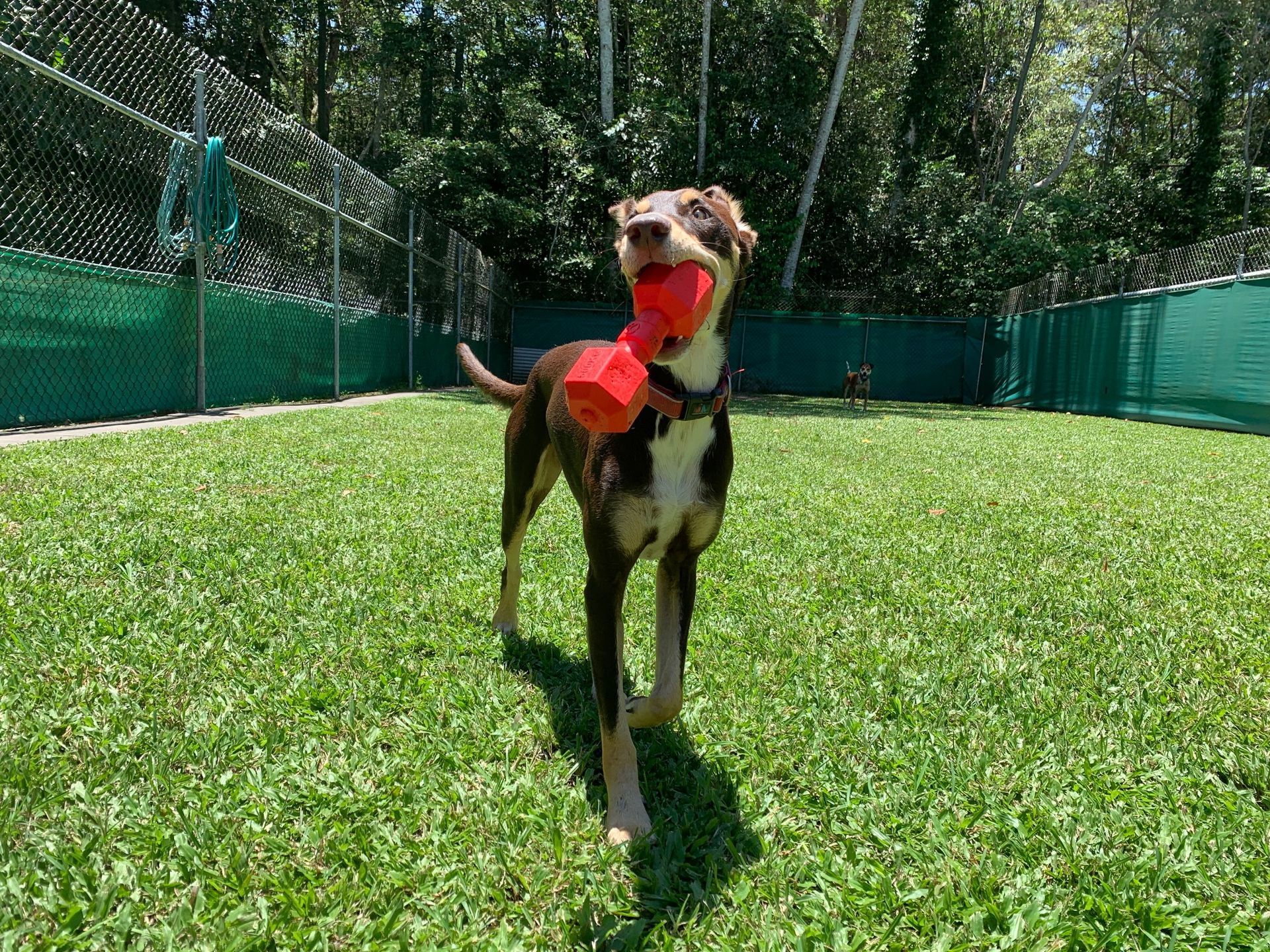 Cute Dog Biting on a Red Toy — Kuranda Pet Resort in Kuranda, QLD