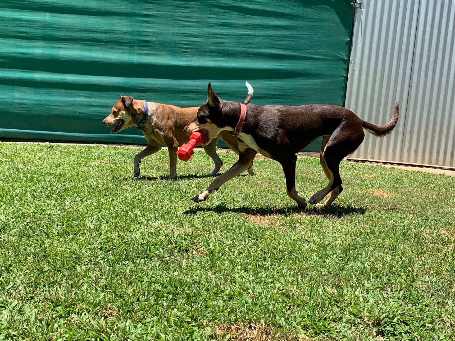 Two Dogs Running on Grass, One With a Red Toy — Kuranda Pet Resort in Kuranda, QLD