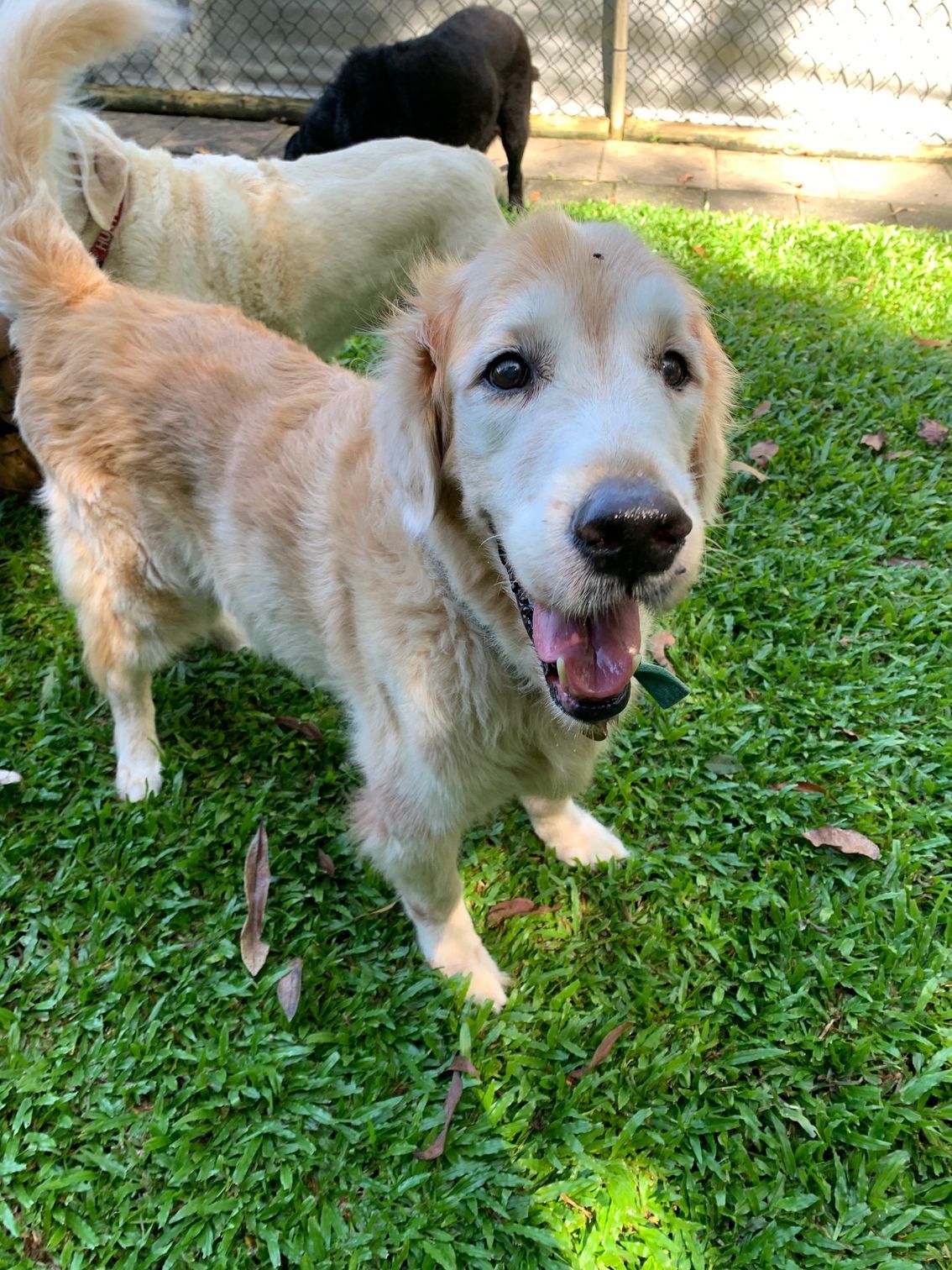 Golden Retriever Dog, Panting With Mouth Open, Stands on Green Grass — Kuranda Pet Resort in Kuranda, QLD