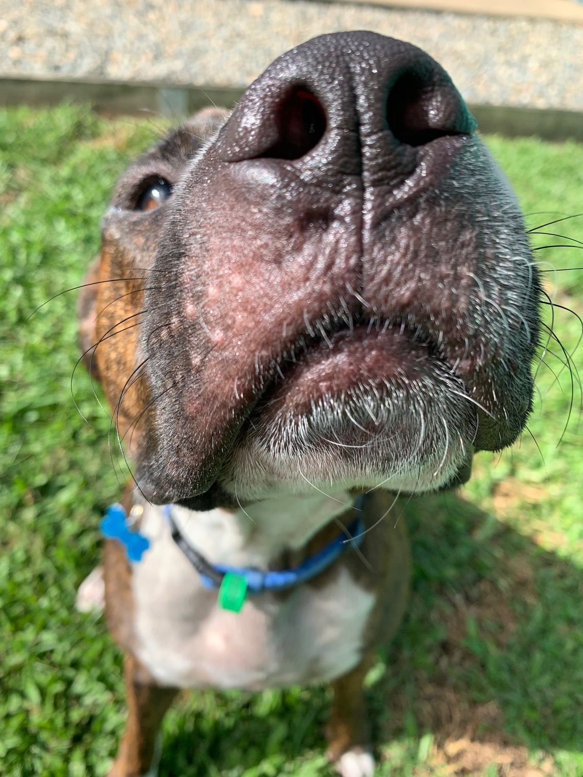 Close-up of a Dog's Wet Black Nose and Whiskers, Gazing Towards the Camera — Kuranda Pet Resort in Kuranda, QLD