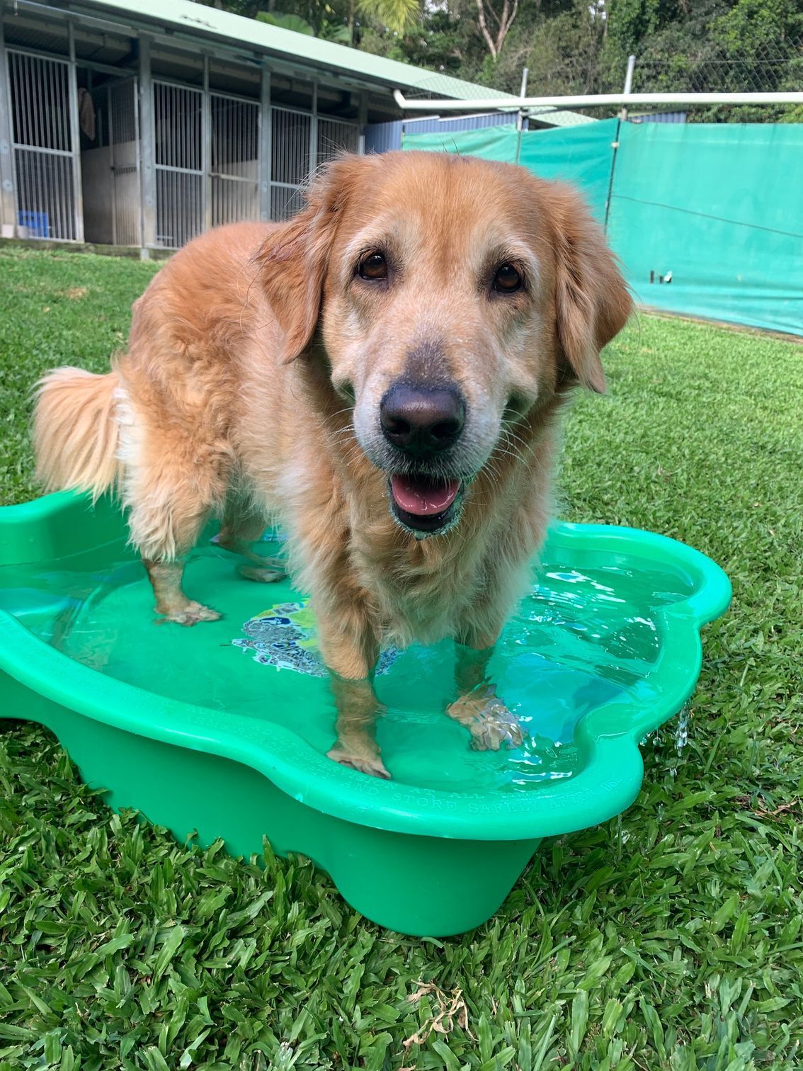 Golden Retriever Stands in a Green Kiddie Pool, Smiling — Kuranda Pet Resort in Kuranda, QLD