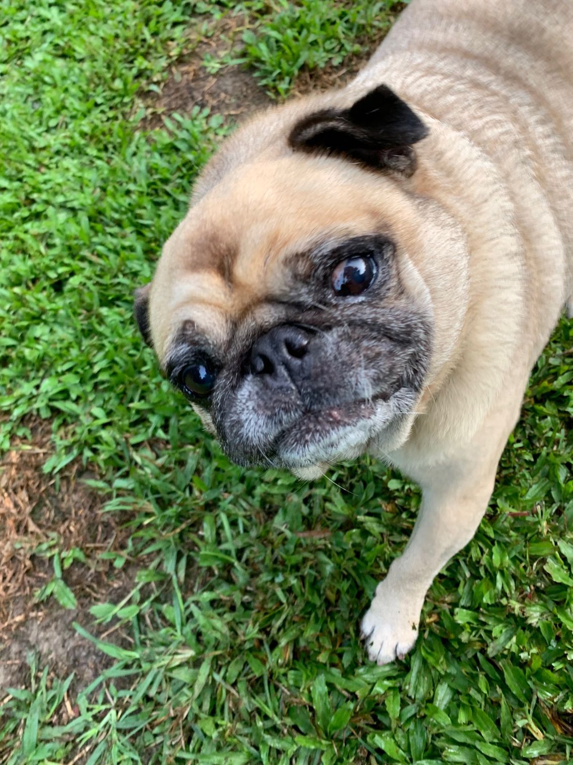 Beige Pug Dog on Green Grass, Looking Up With a Wrinkled Face — Kuranda Pet Resort in Kuranda, QLD